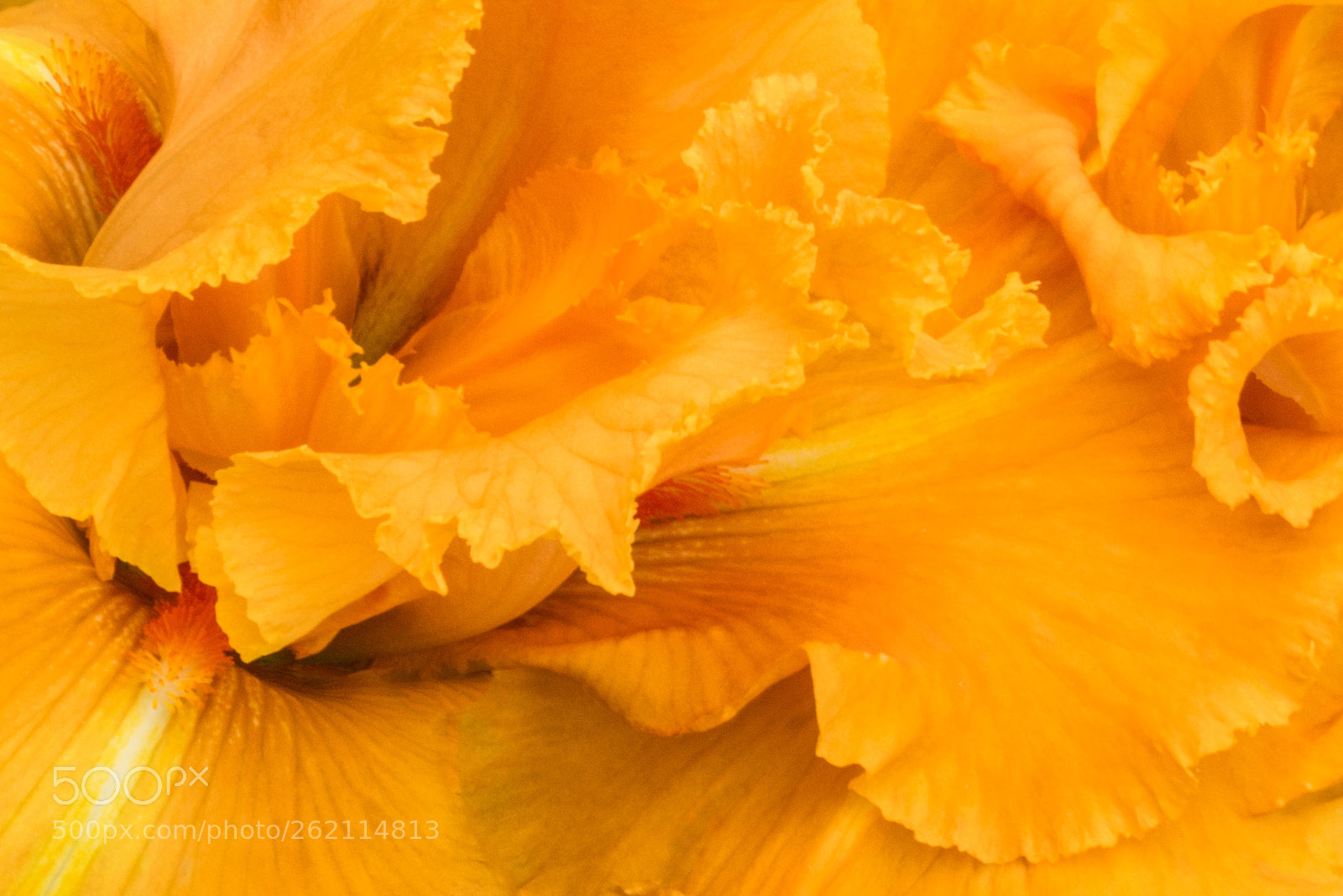 Sony a7R sample photo. Summer sun photography
