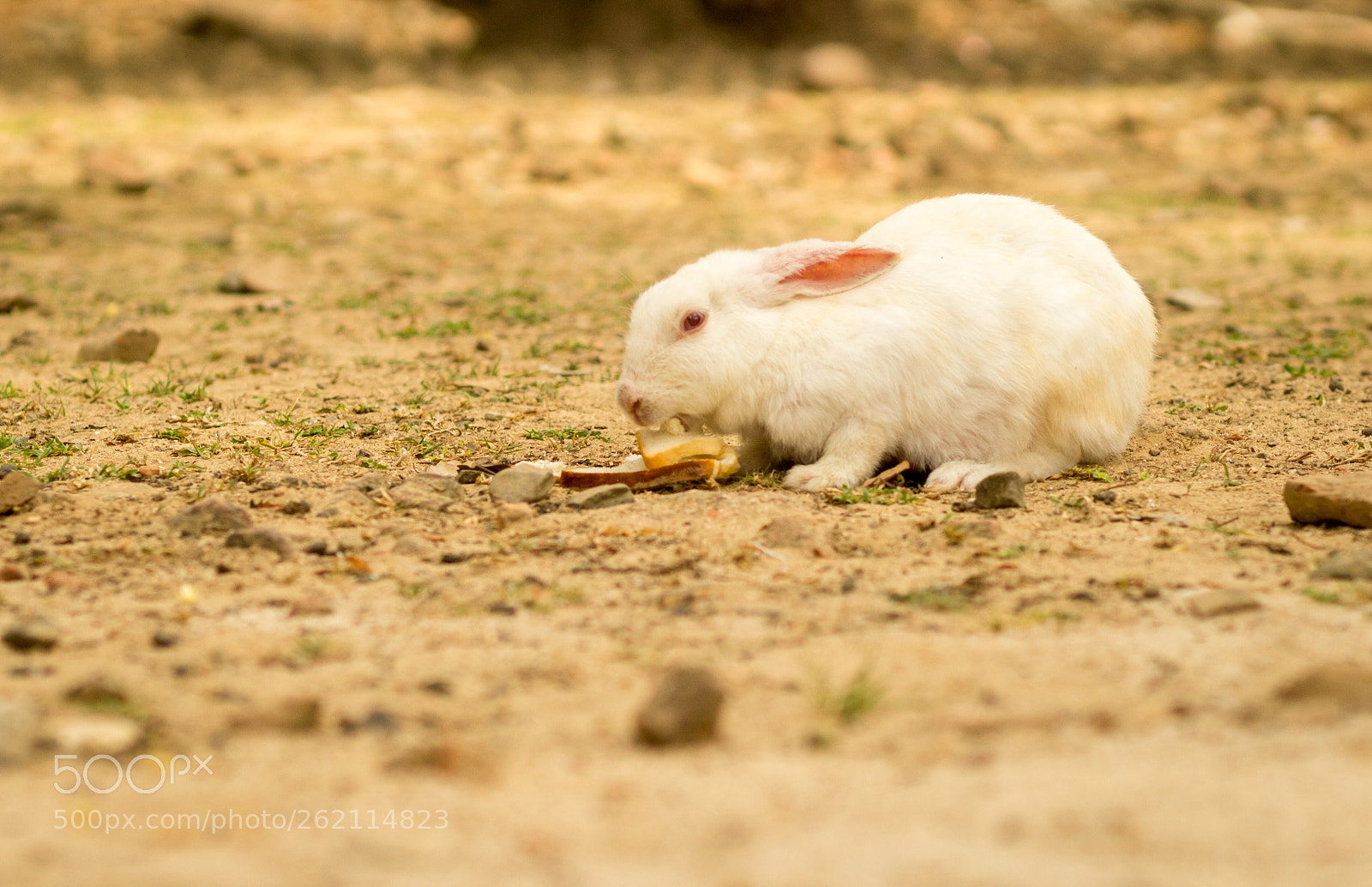 Canon EOS 1200D (EOS Rebel T5 / EOS Kiss X70 / EOS Hi) sample photo. Rabbit at ross island photography