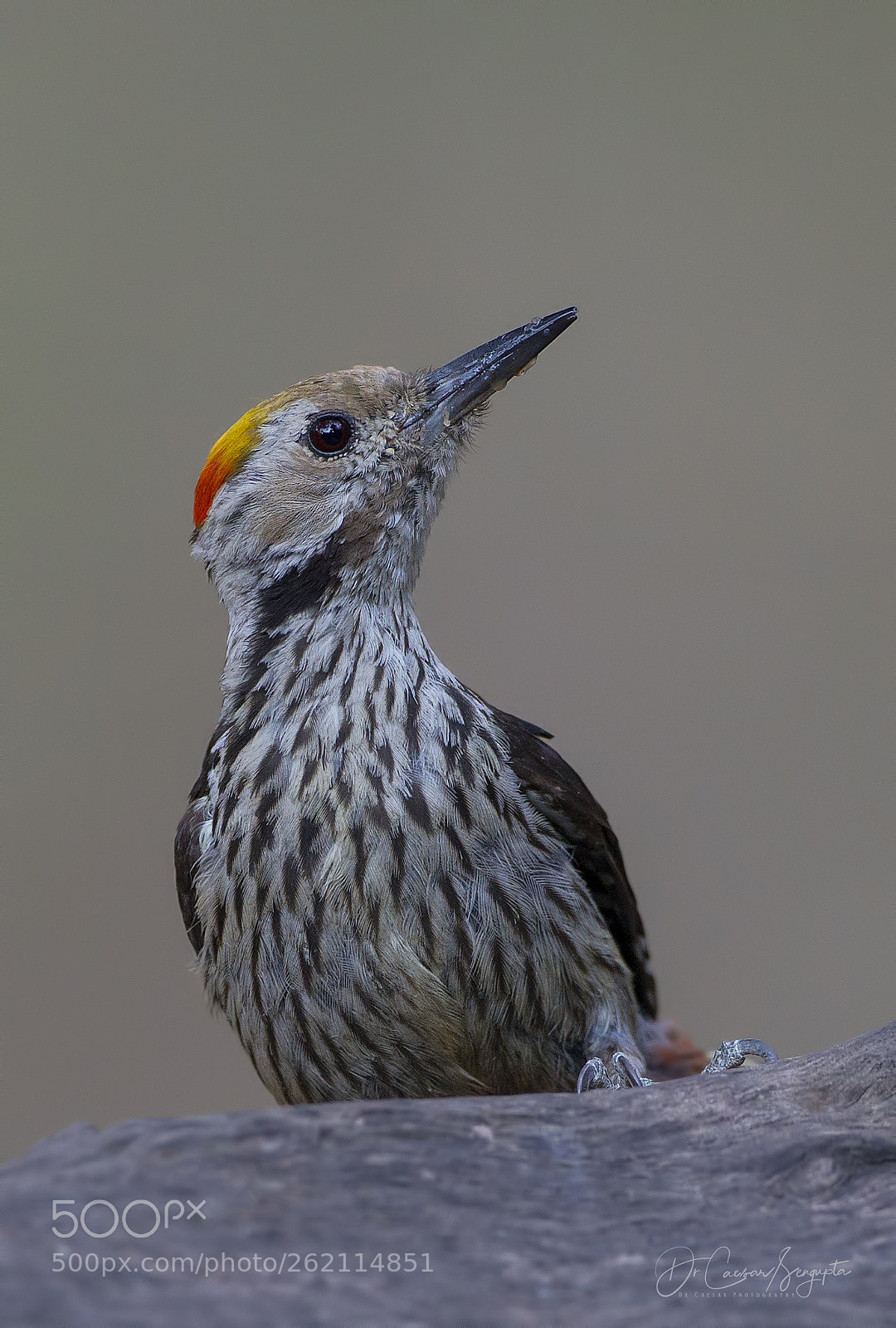 Canon EOS-1D X sample photo. Brown fronted woodpecker photography