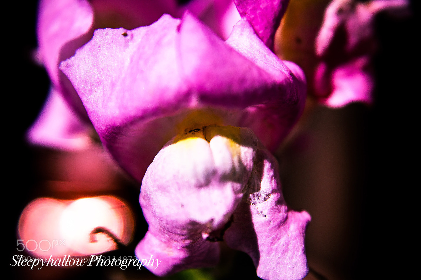 Canon EOS 1300D (EOS Rebel T6 / EOS Kiss X80) sample photo. Snapdragon kisses photography