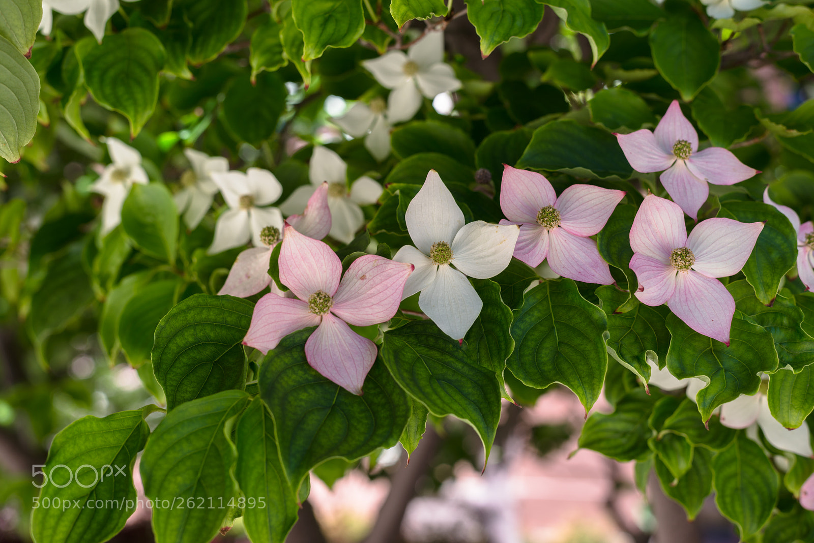 Nikon D610 sample photo. Cornus nuttallii photography