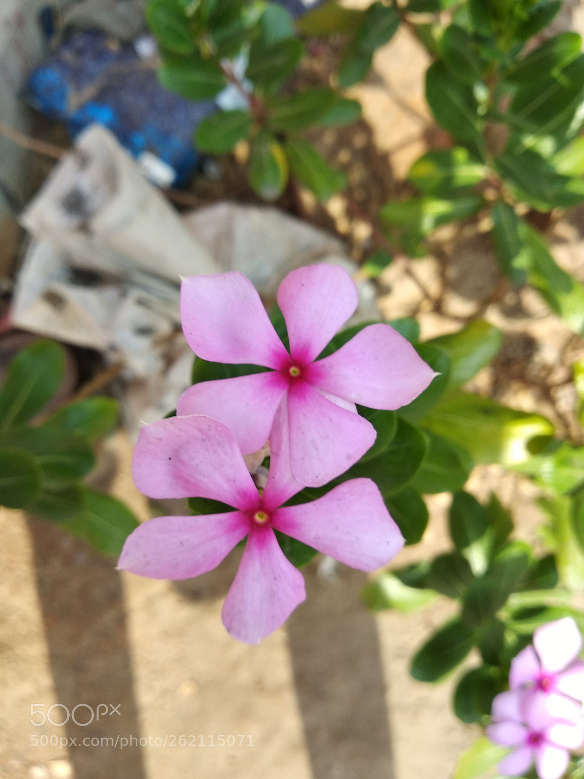 Xiaomi Redmi Note 5 sample photo. Untitled photography