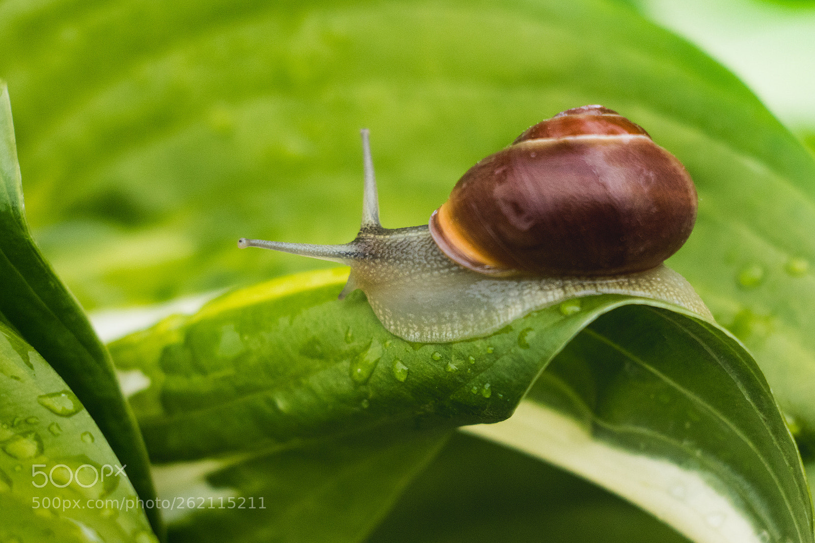 Canon EOS 800D (EOS Rebel T7i / EOS Kiss X9i) sample photo. Snail on a green photography