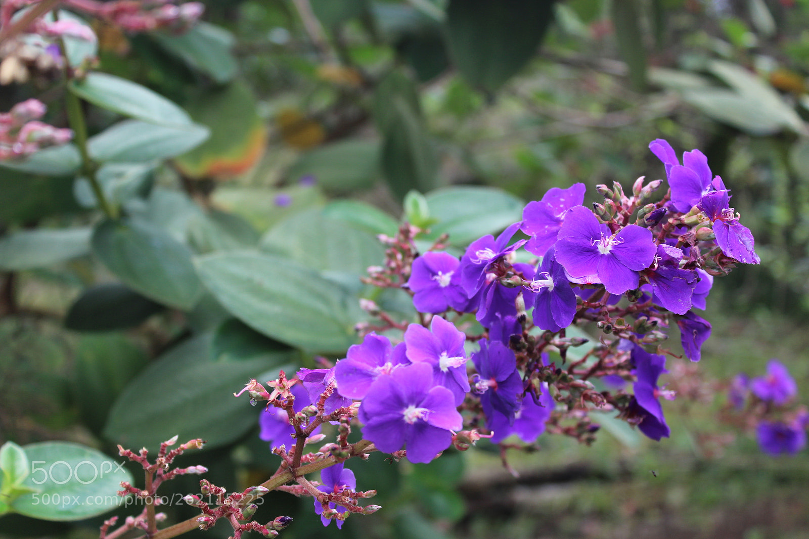 Canon EOS 1300D (EOS Rebel T6 / EOS Kiss X80) sample photo. Untitled photography