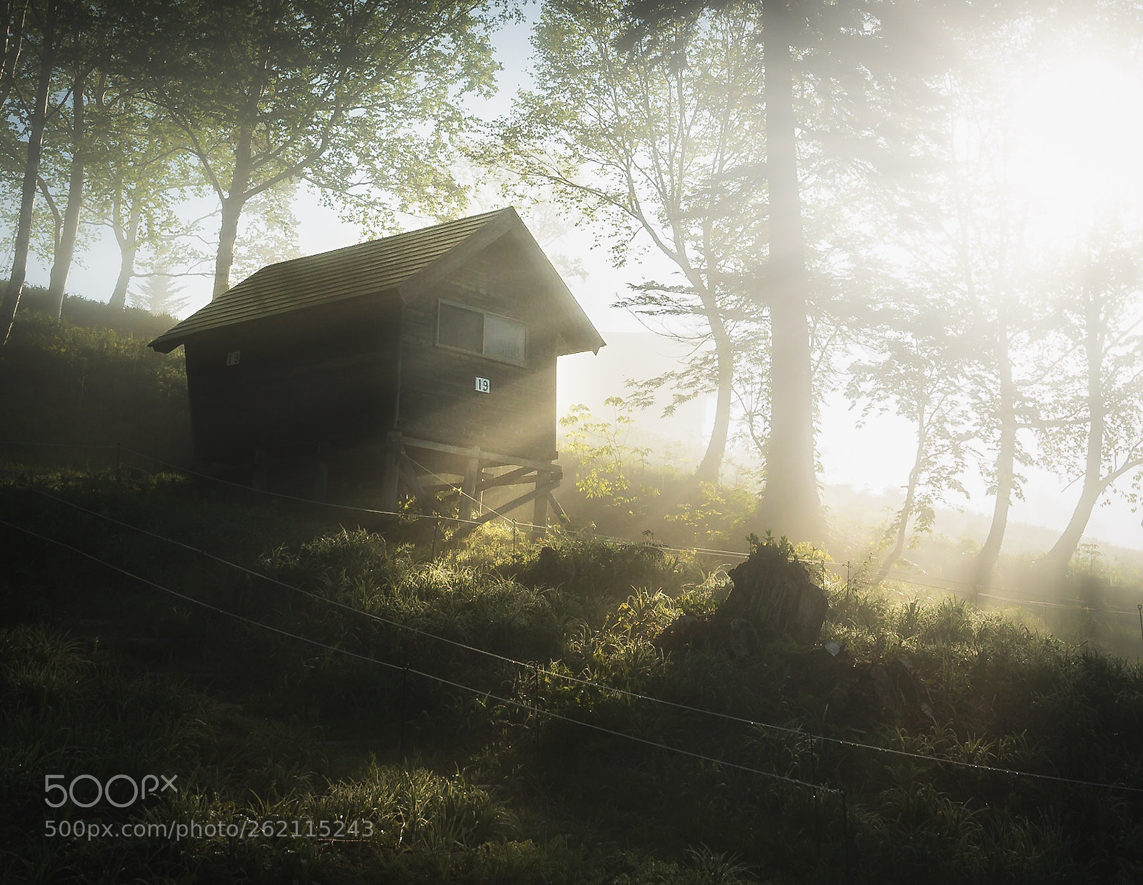 Sony a7S II sample photo. Morning in the forest photography