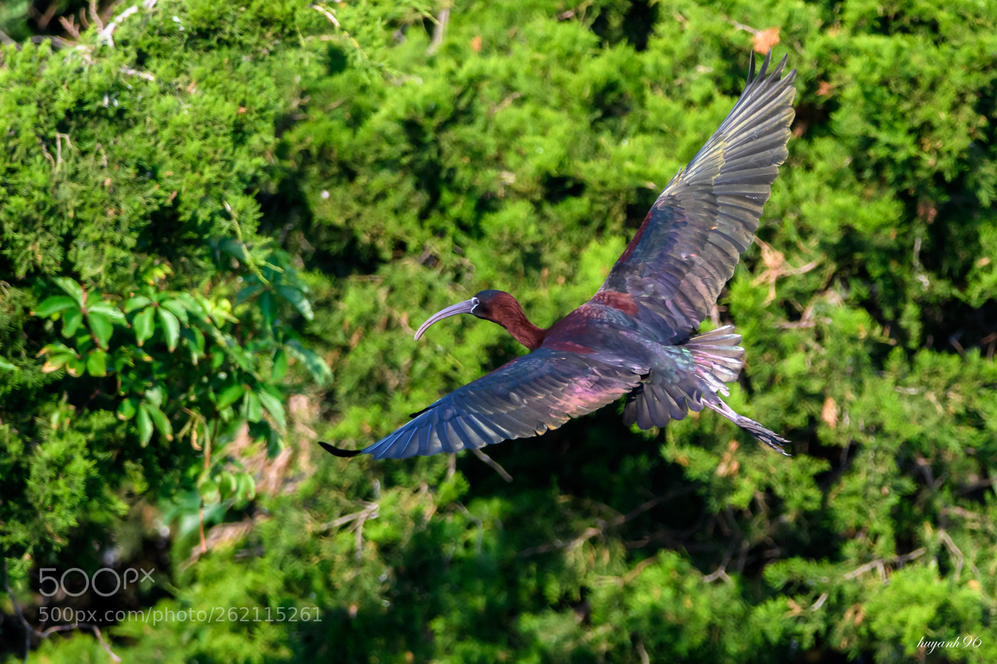 Nikon D500 sample photo. Black american ibis soaring photography