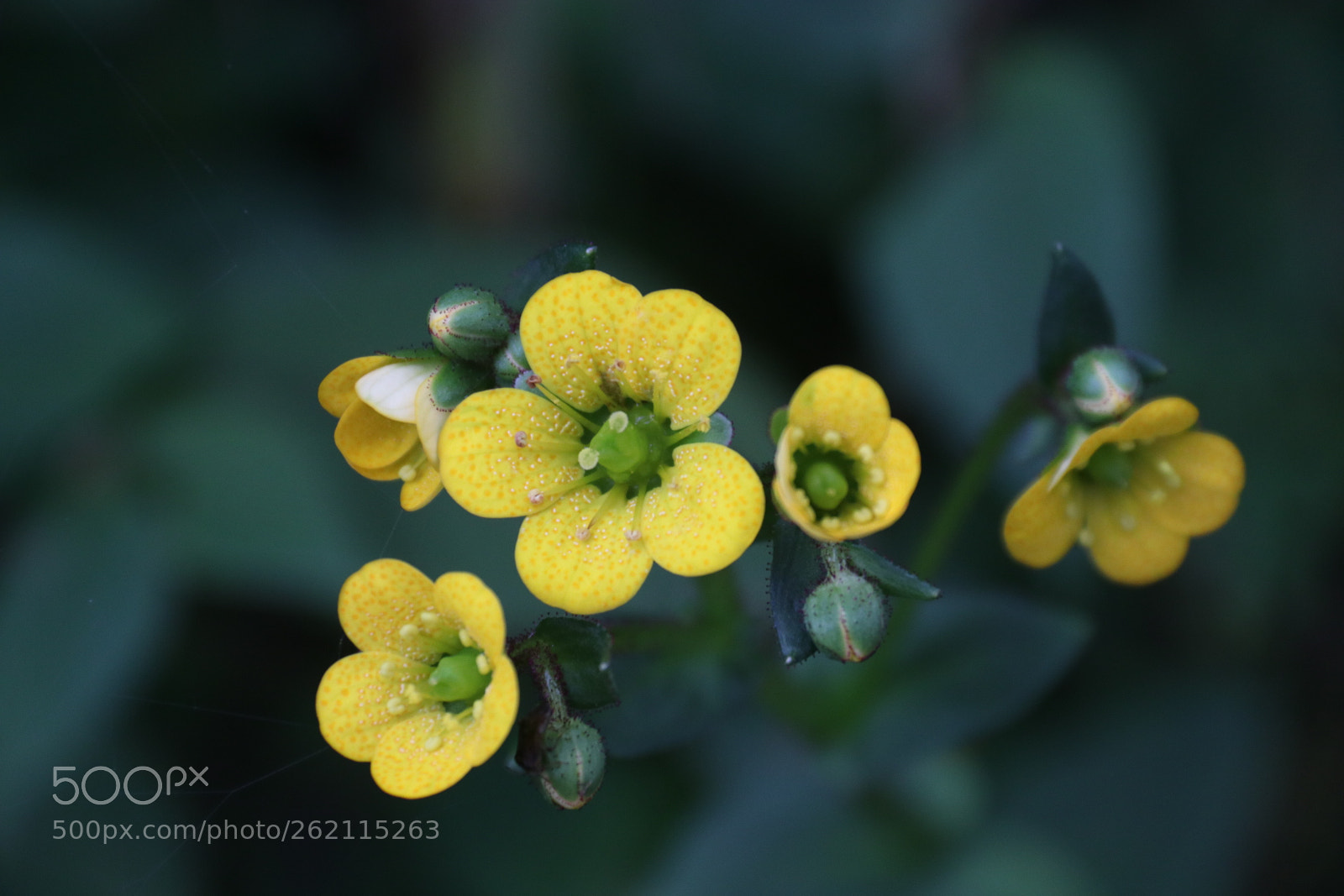 Canon EOS 80D sample photo. Colourful expression photography