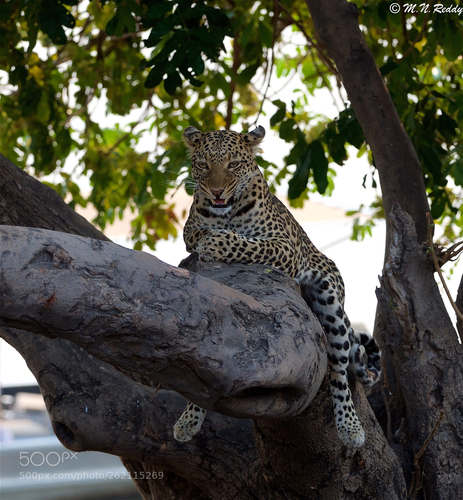 Nikon D4 sample photo. Leopard - chobe national photography