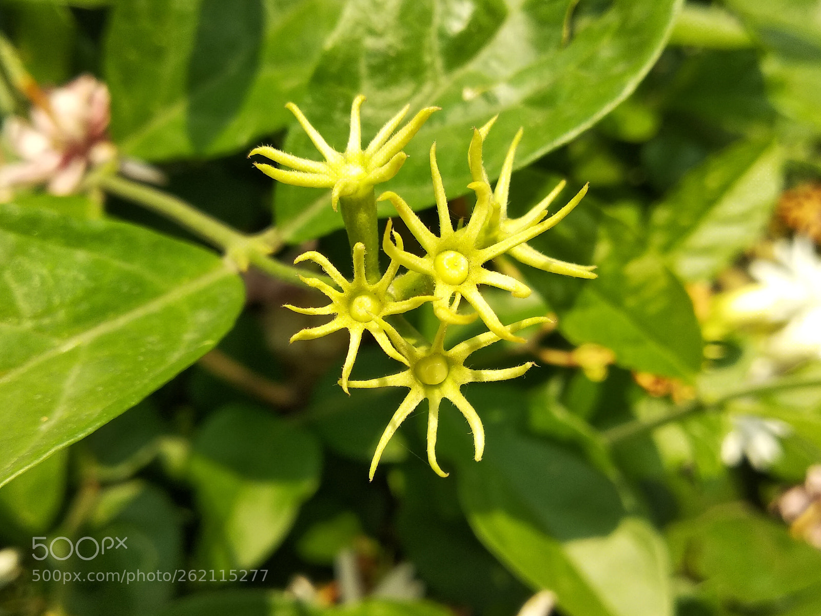 Xiaomi Redmi Note 5 sample photo. Untitled photography
