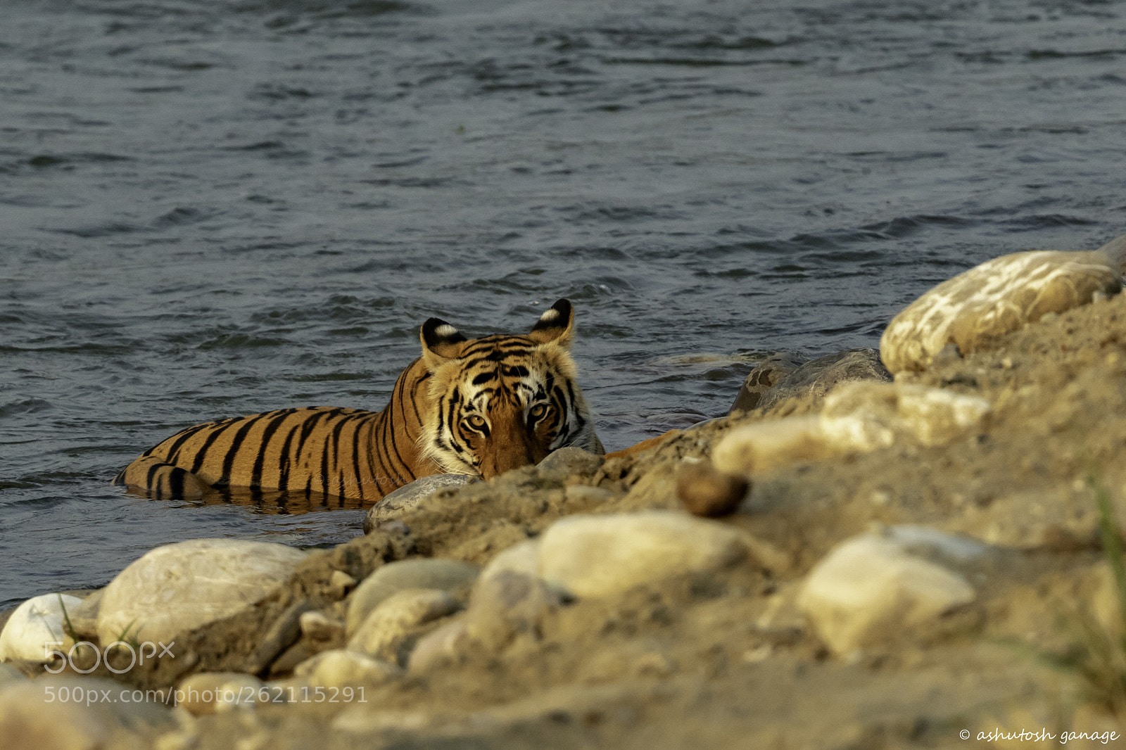 Canon EOS 7D Mark II sample photo. Stare......................... photography