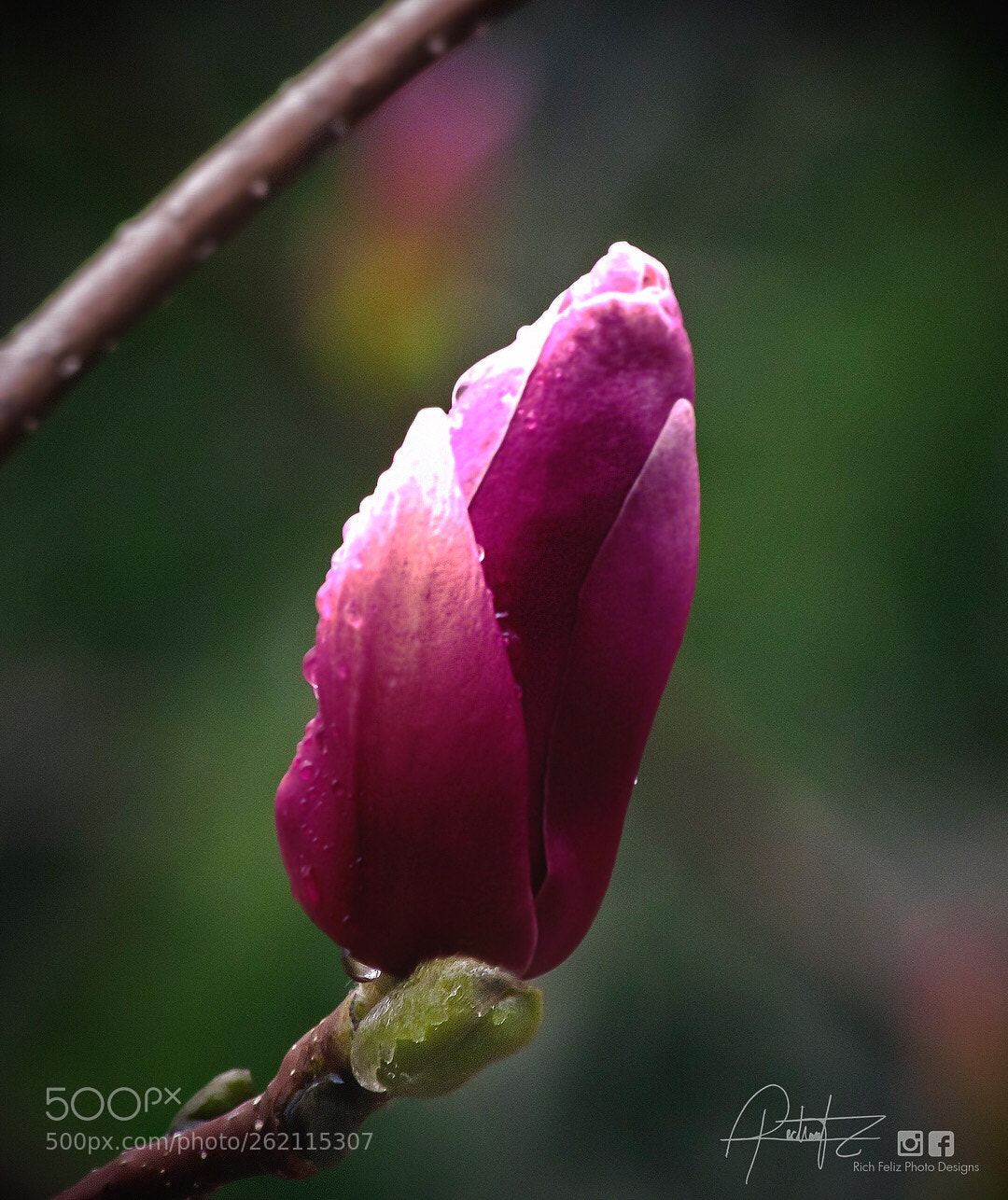 Canon PowerShot SX510 HS sample photo. Spring magnolia  photography