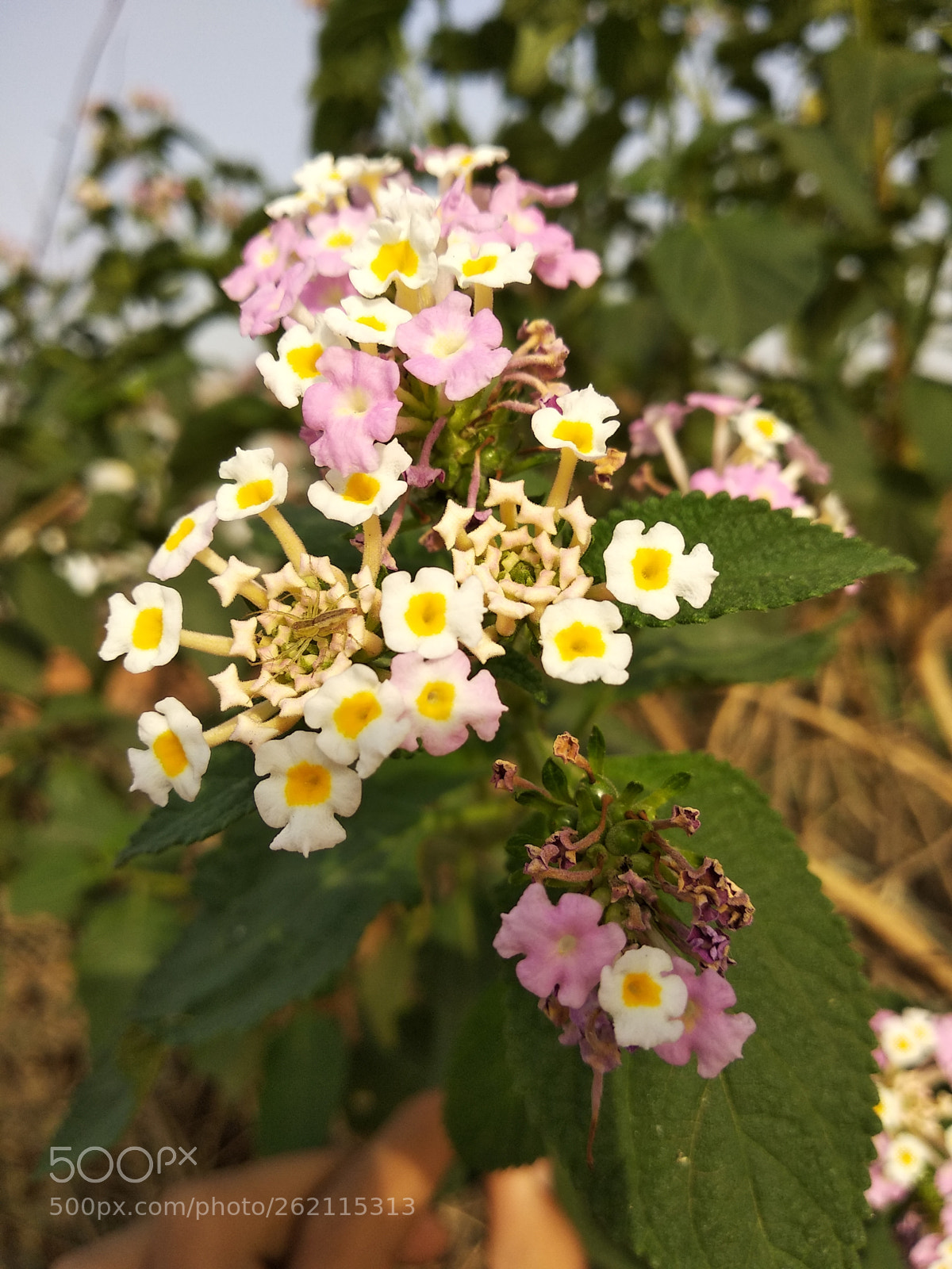 Xiaomi Redmi Note 5 sample photo. Untitled photography