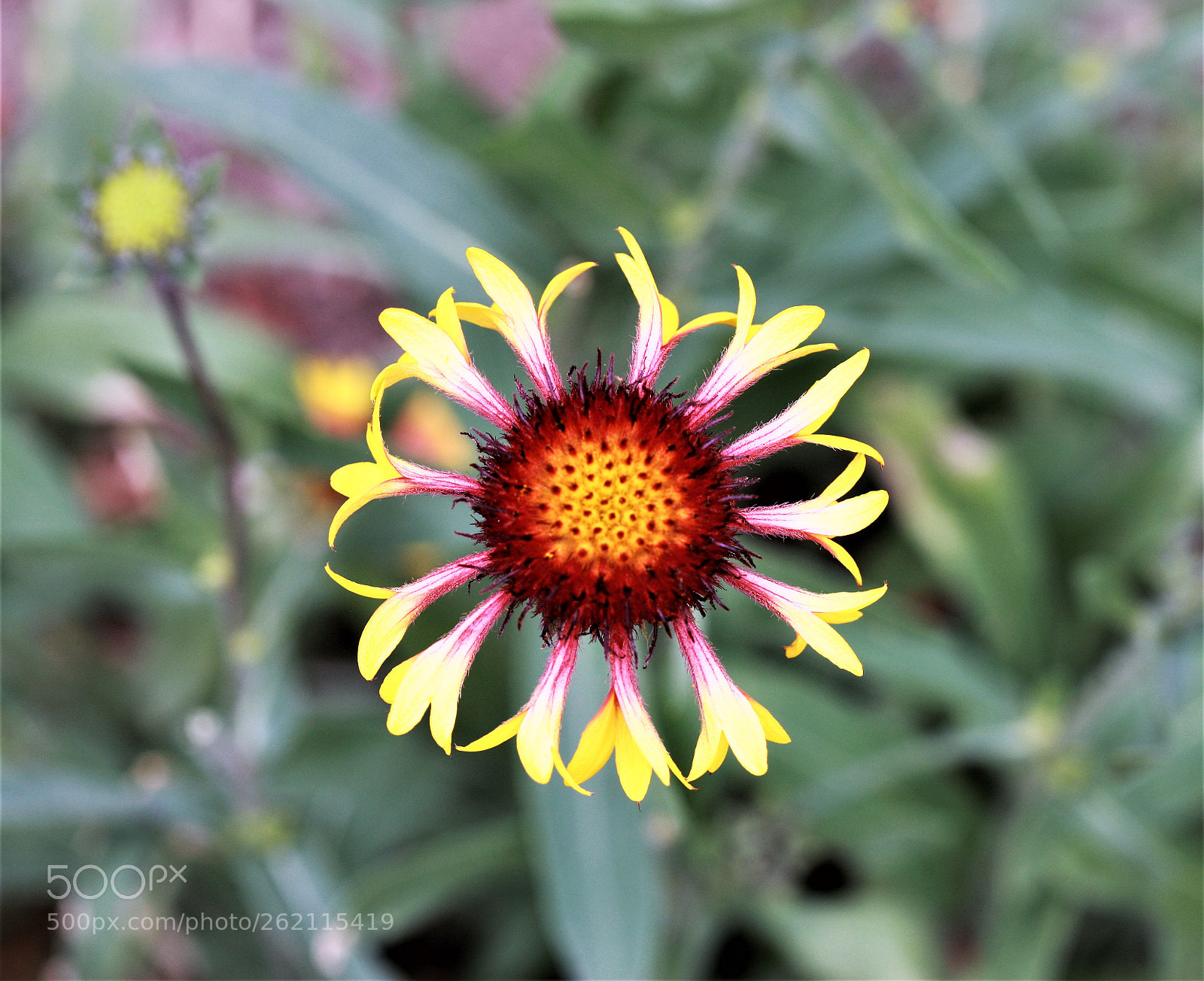Canon EOS-1Ds Mark III sample photo. Z photography
