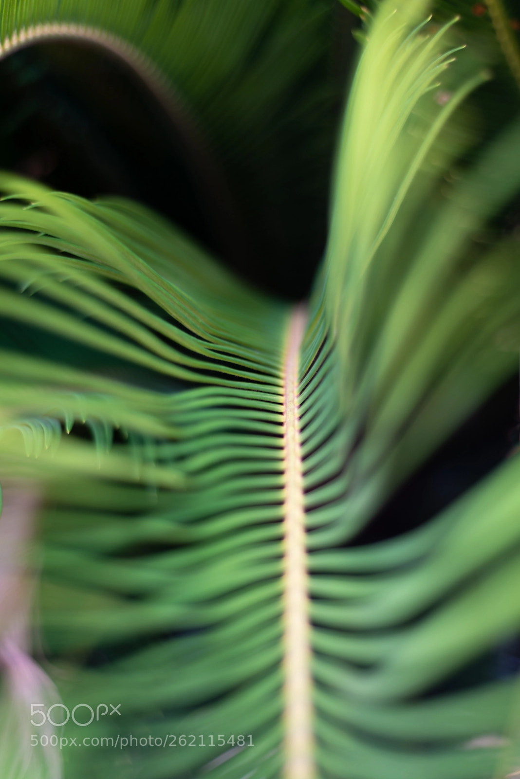 Nikon D750 sample photo. Fern photography