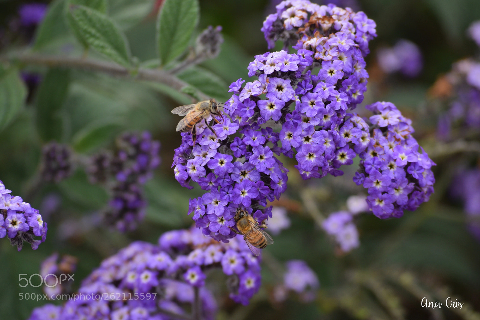 Nikon D3300 sample photo. Purple and yellow photography