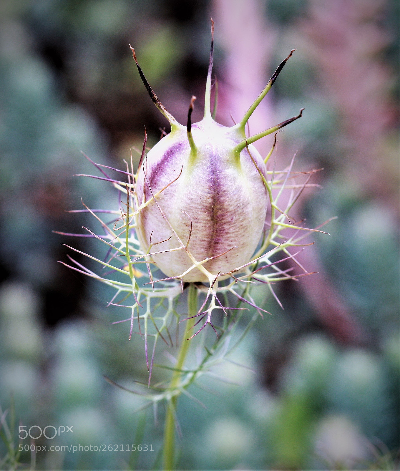 Canon EOS-1Ds Mark III sample photo. Z photography