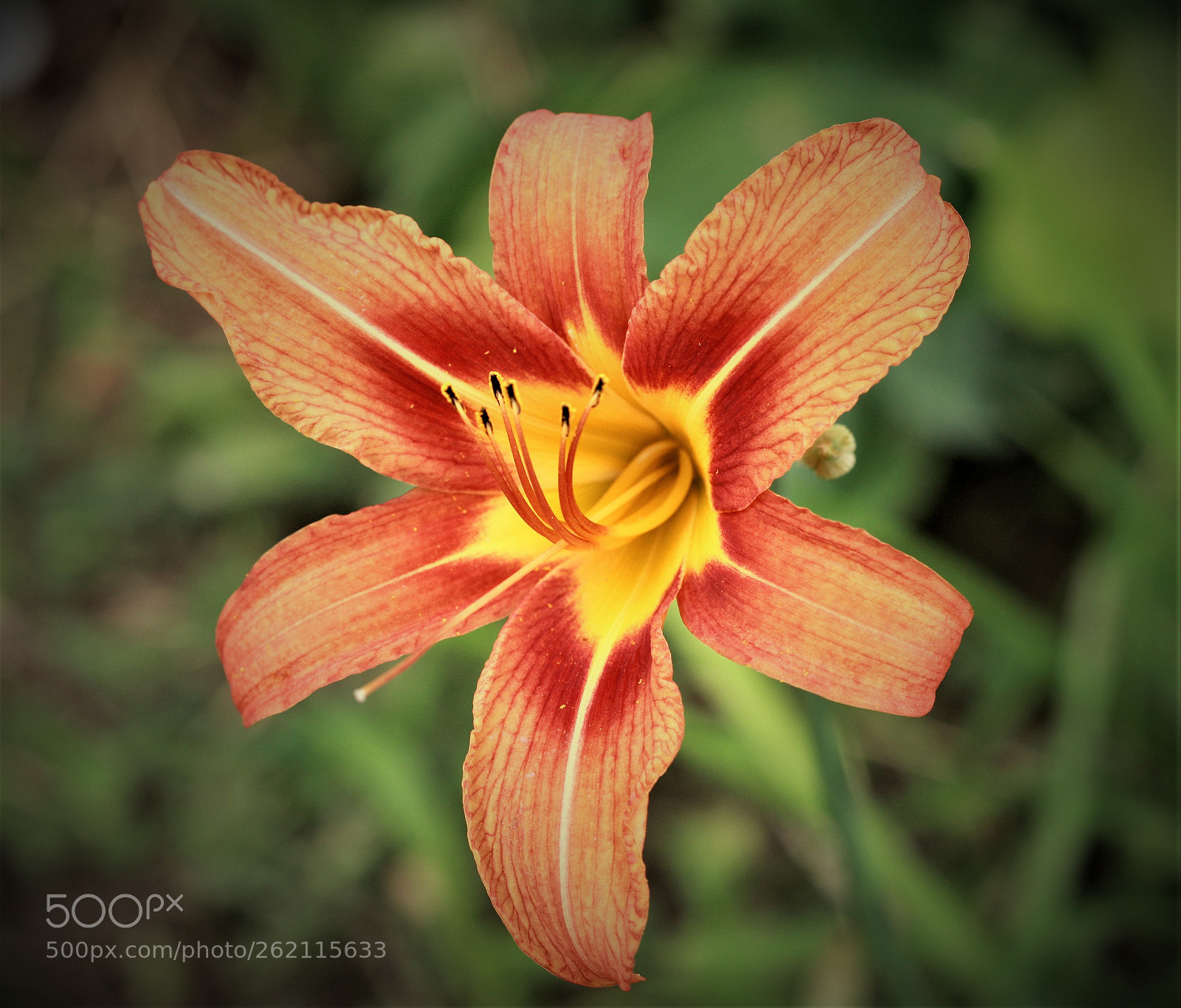 Canon EOS-1Ds Mark III sample photo. Z photography