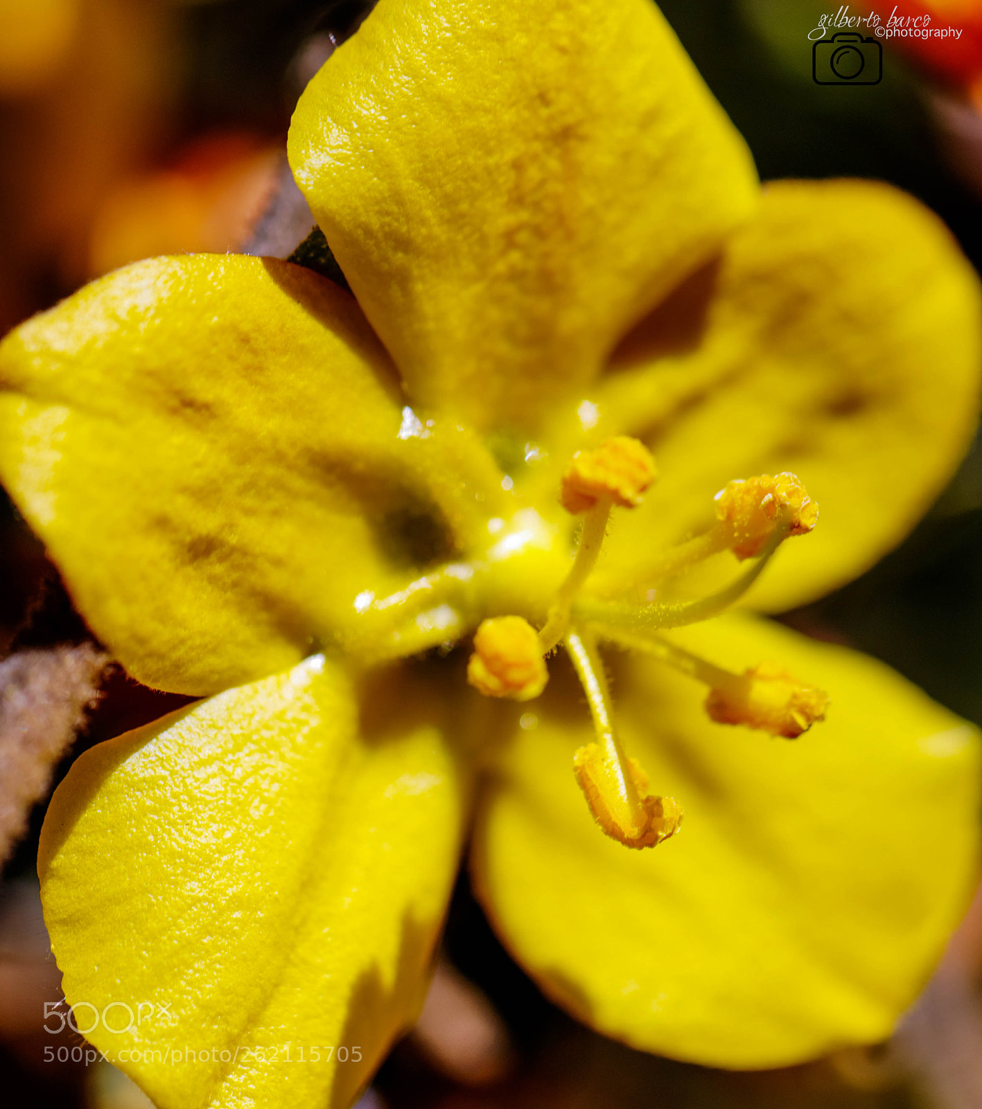 Canon EOS 6D sample photo. Yellow flower photography