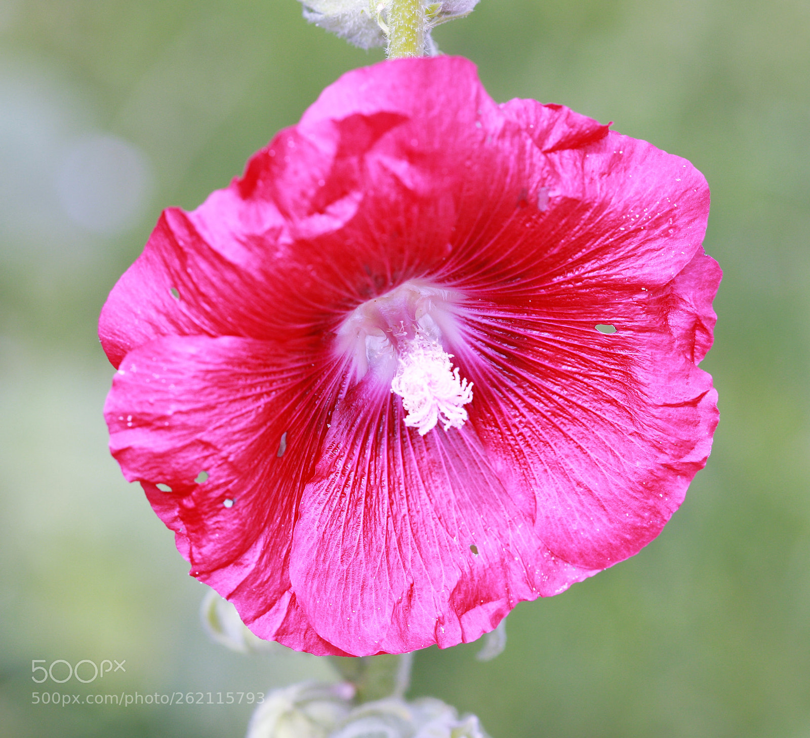 Canon EOS-1Ds Mark III sample photo. Z photography