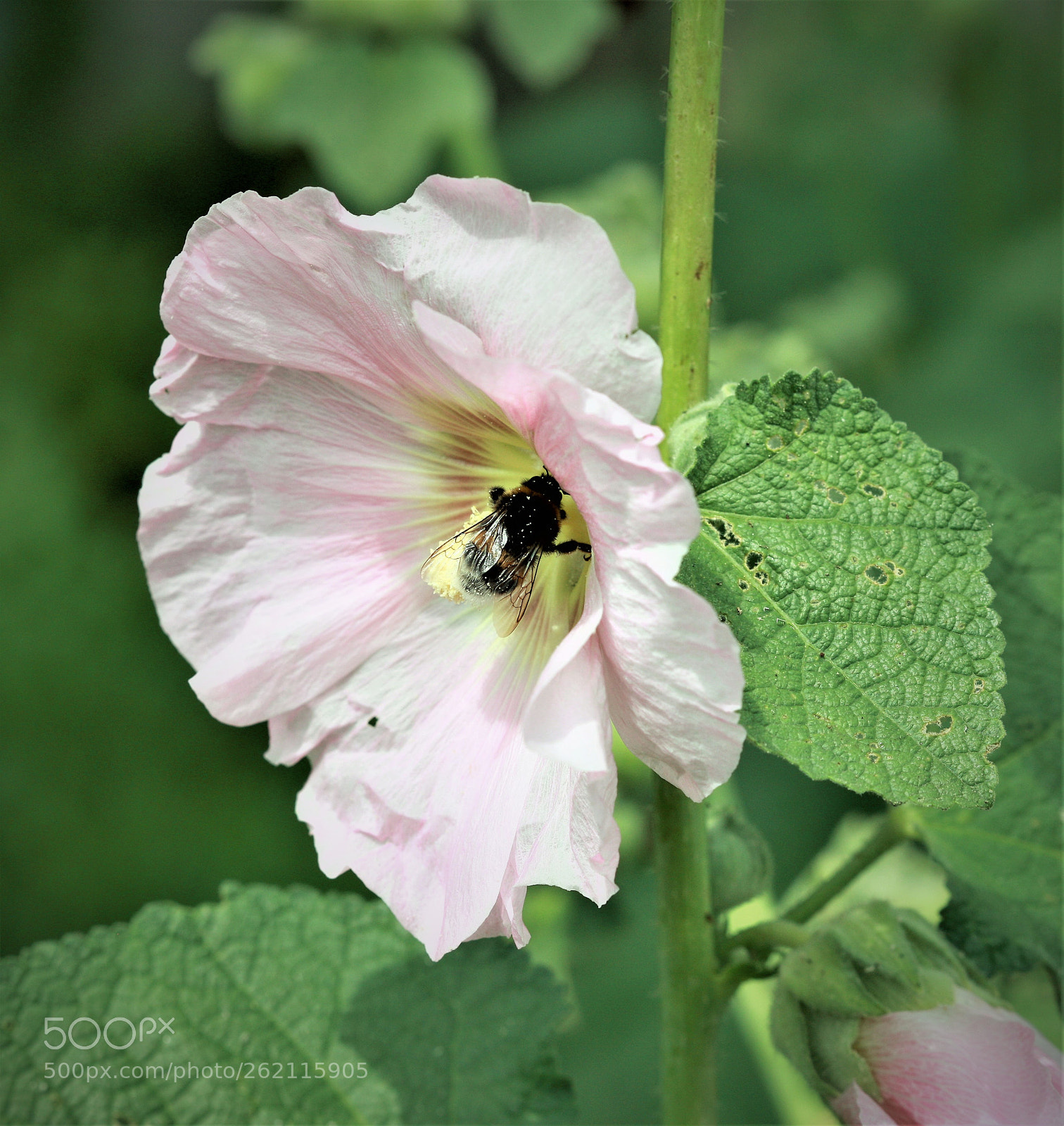 Canon EOS-1Ds Mark III sample photo. Z photography