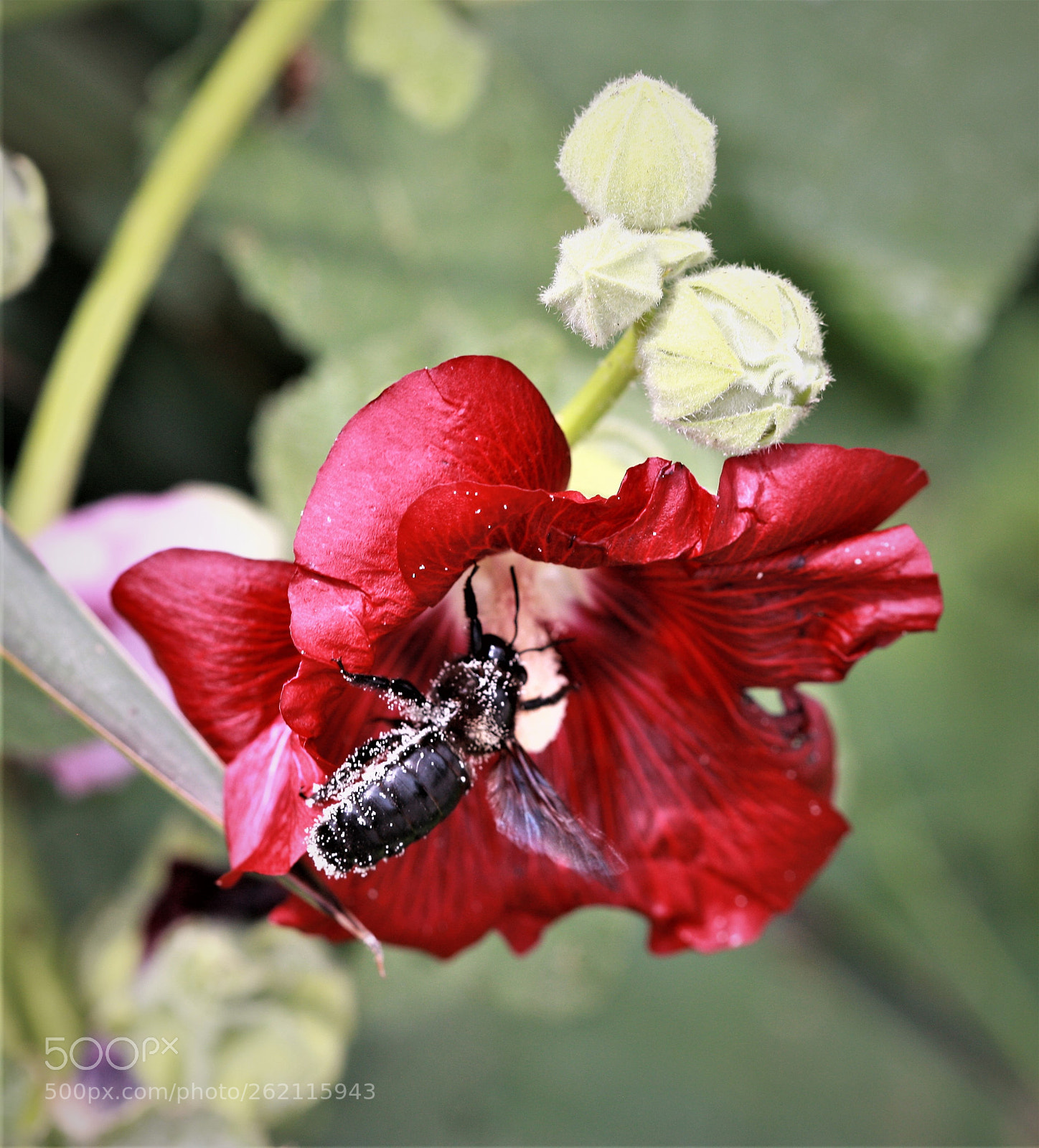 Canon EOS-1Ds Mark III sample photo. Z photography