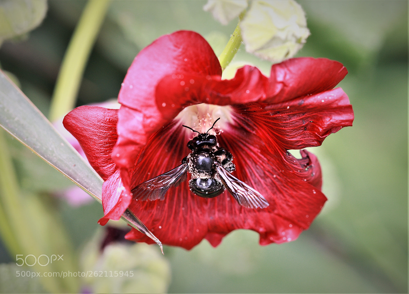 Canon EOS-1Ds Mark III sample photo. Z photography