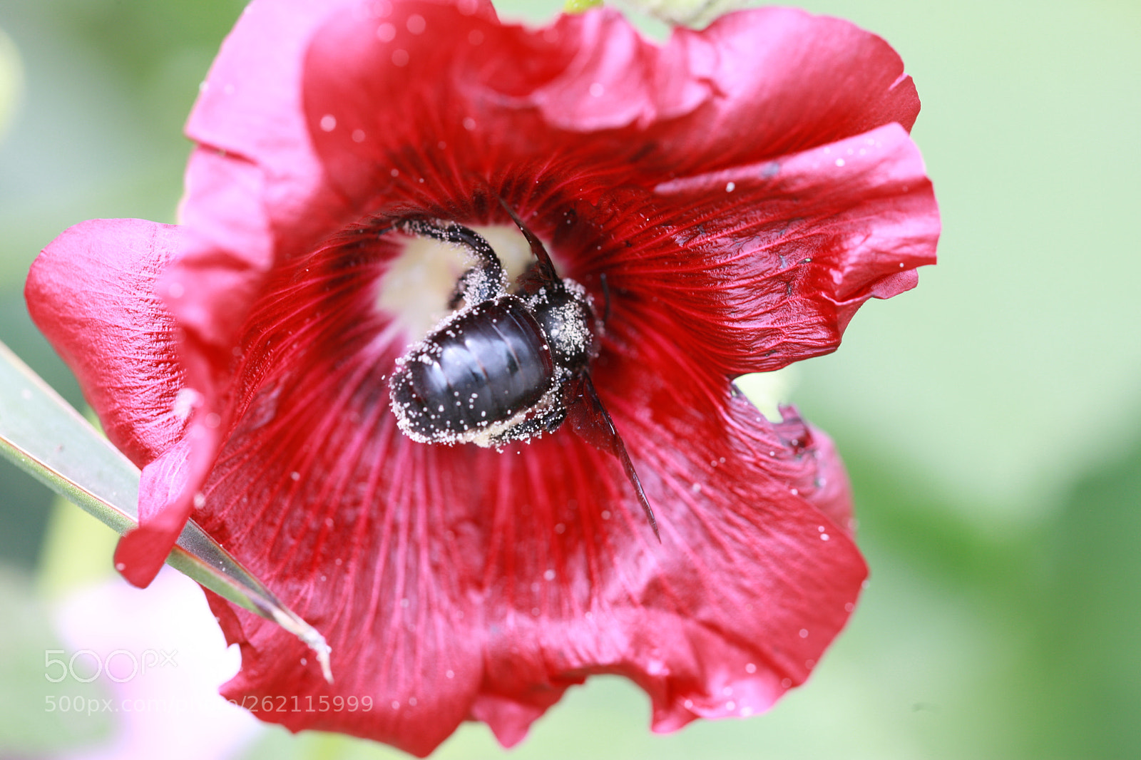 Canon EOS-1Ds Mark III sample photo. Z photography