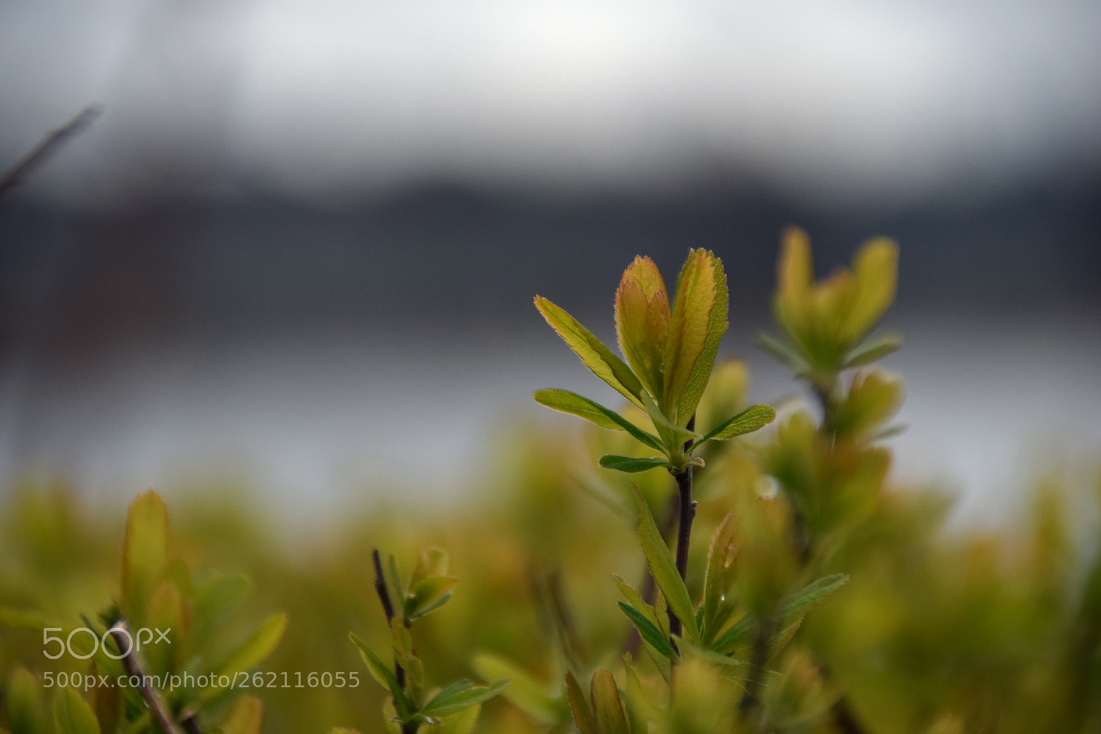 Nikon D5300 sample photo. Spring season photography