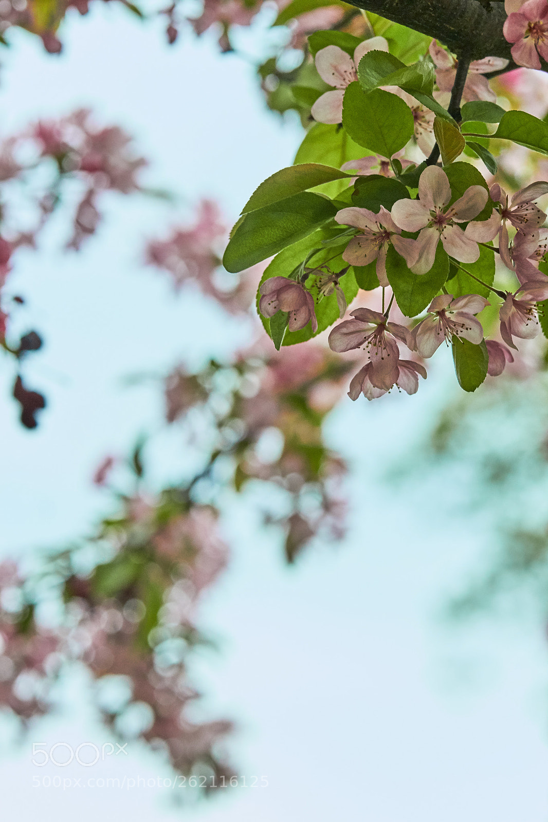 Canon EOS M sample photo. Flowering crabapple photography