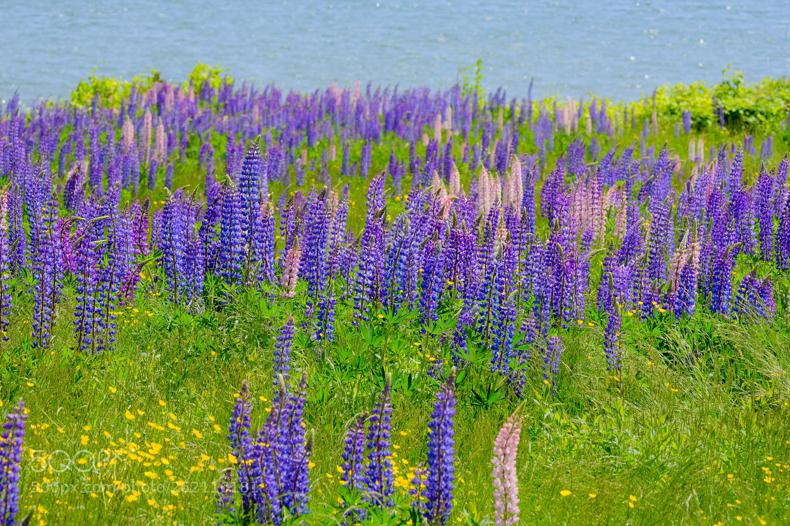 Fujifilm X-H1 sample photo. Lupine photography