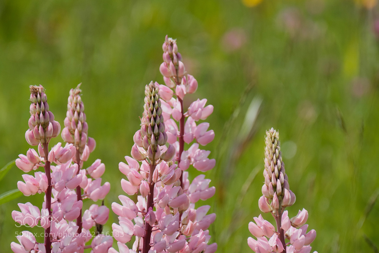 Fujifilm X-H1 sample photo. Lupine photography