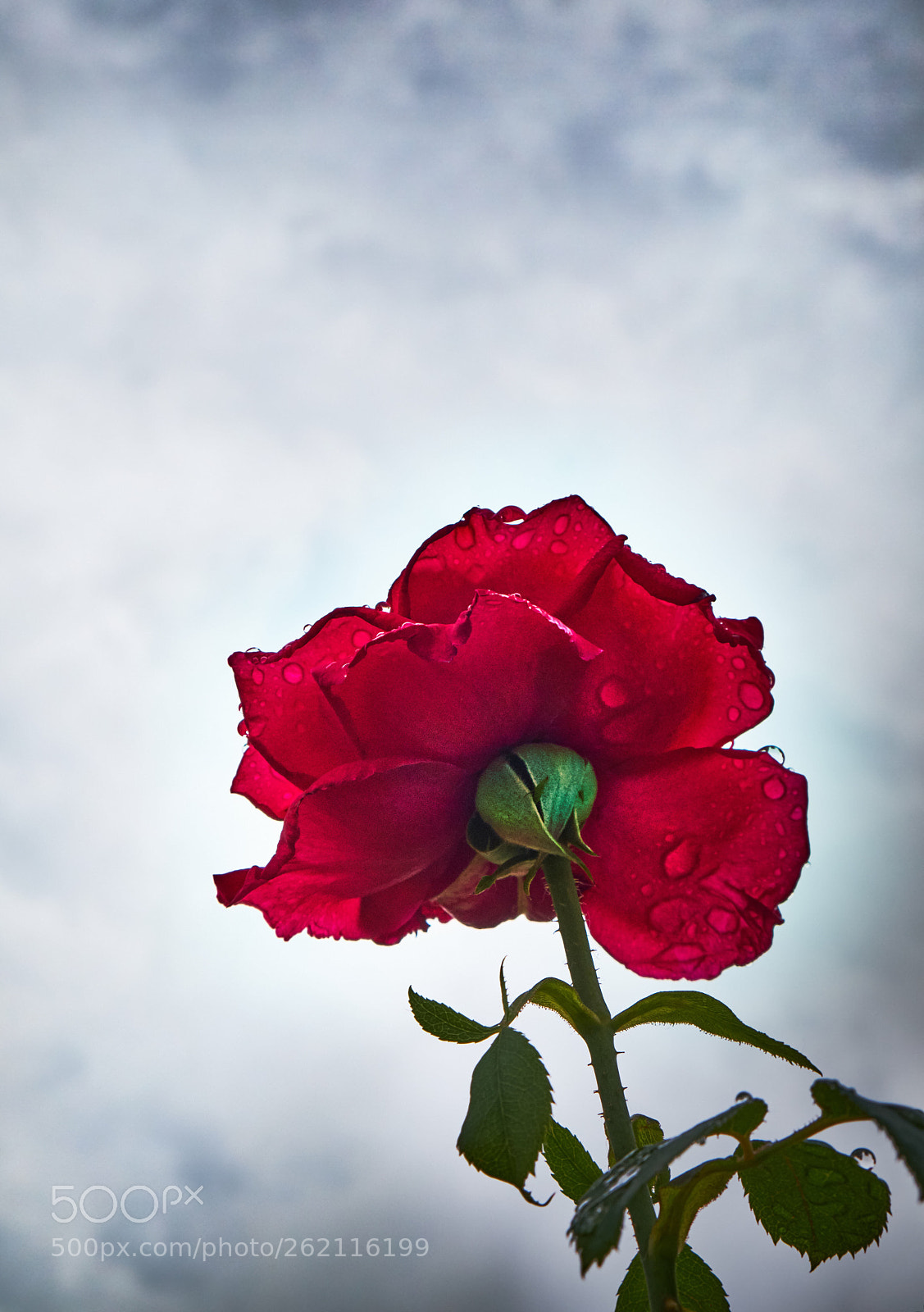 Fujifilm X-T2 sample photo. Untitled photography
