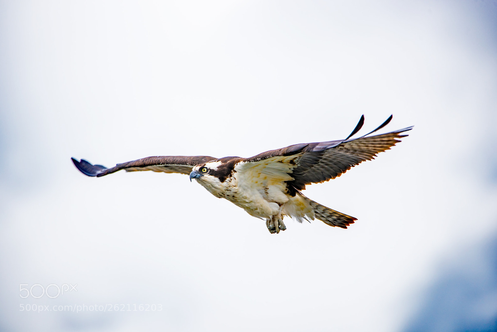 Nikon D750 sample photo. In flight photography