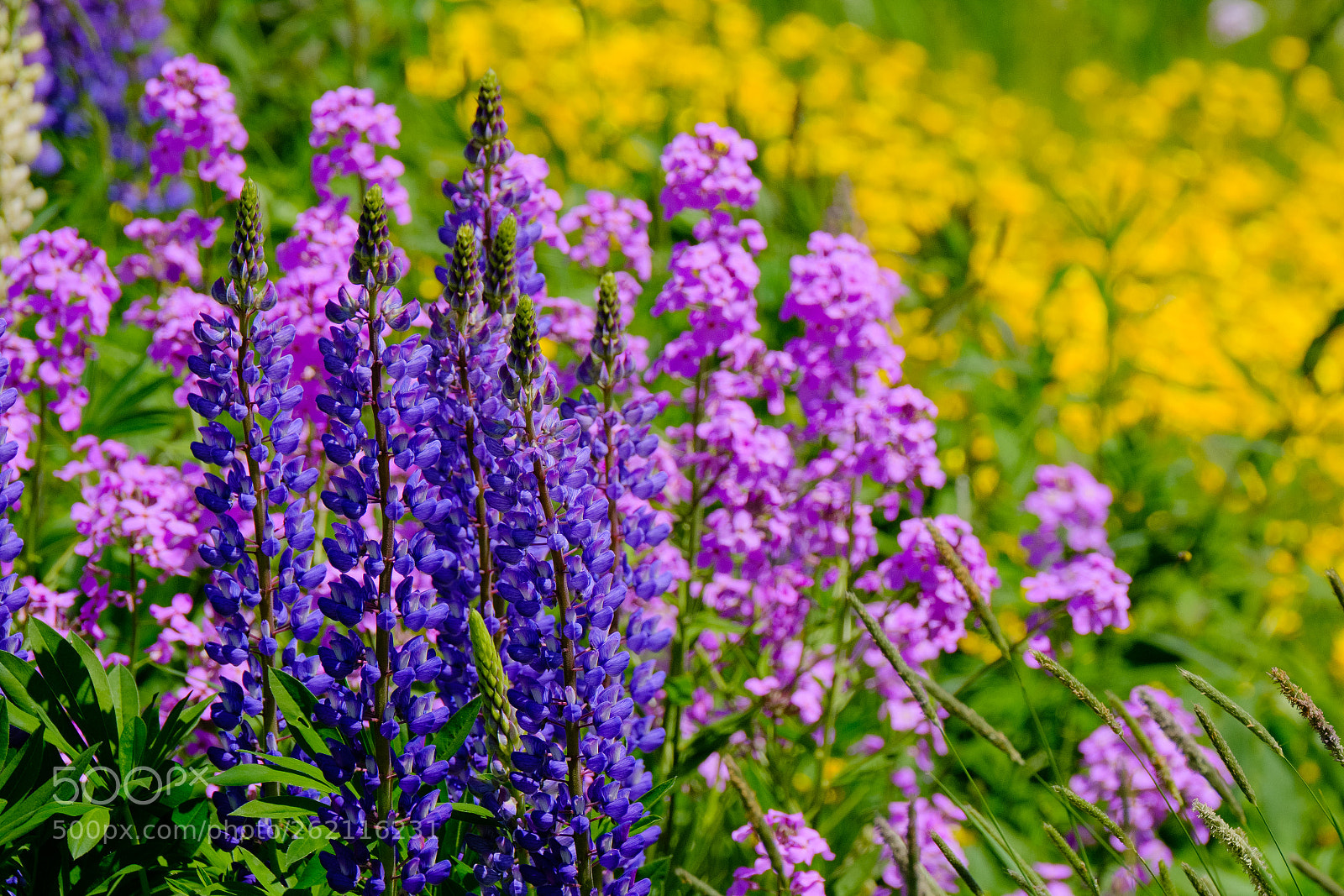 Fujifilm X-H1 sample photo. Lupine photography