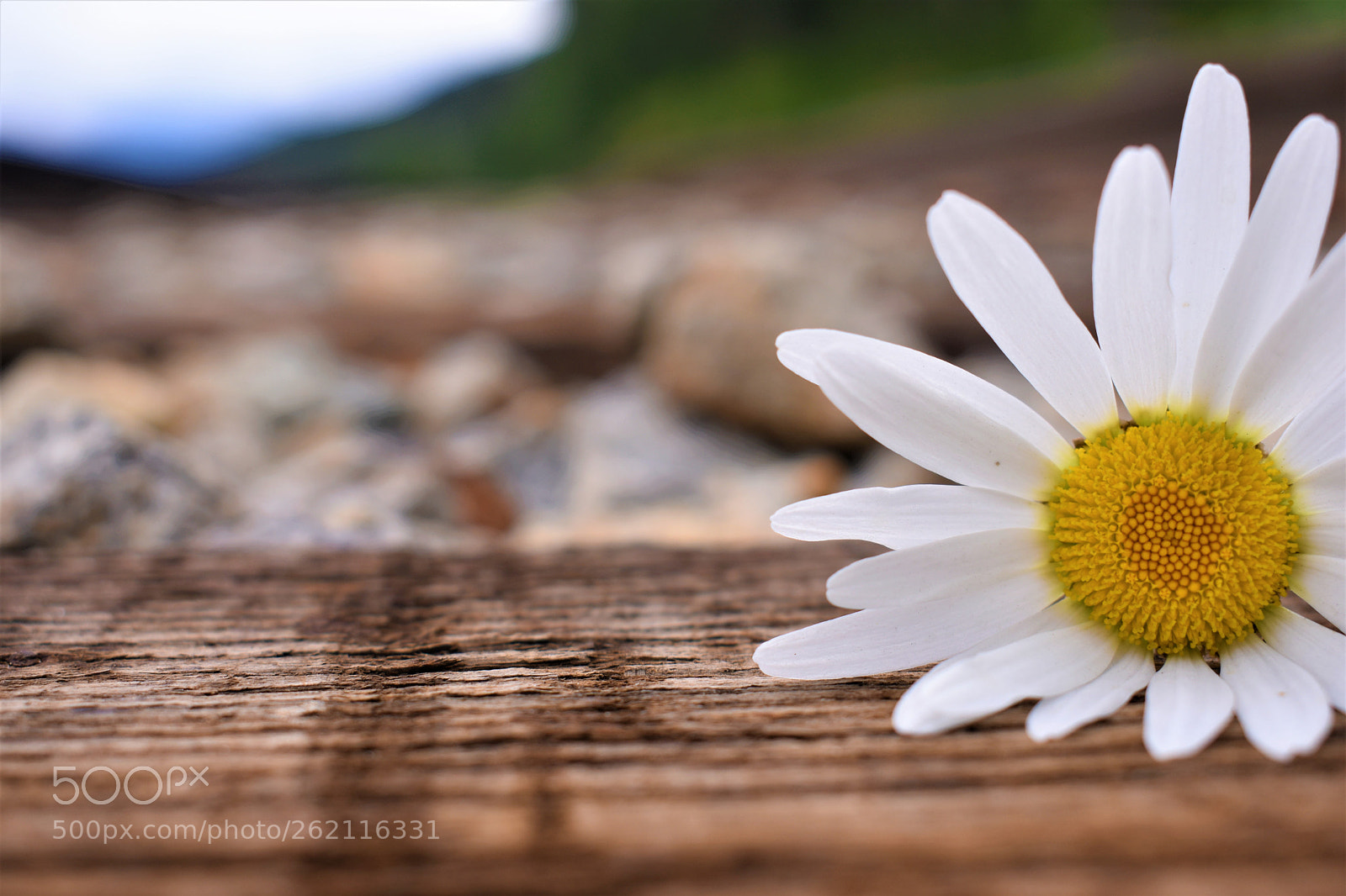 Nikon D3400 sample photo. On the tracks photography