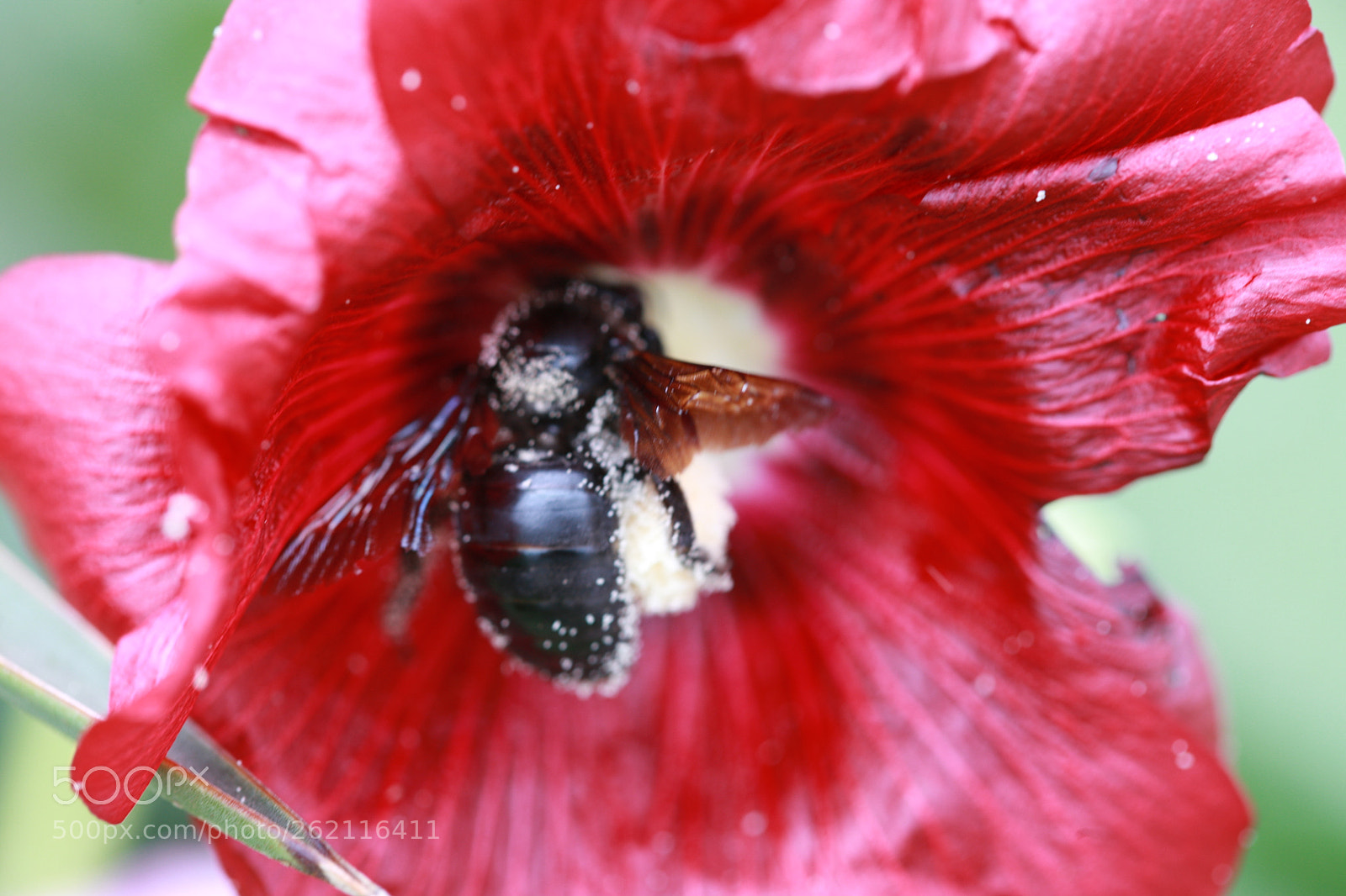 Canon EOS-1Ds Mark III sample photo. Z photography