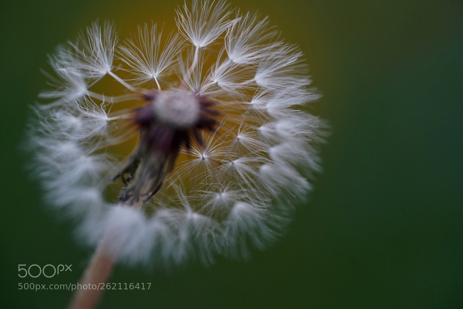 Sony a7R III sample photo. 蒲公英 photography