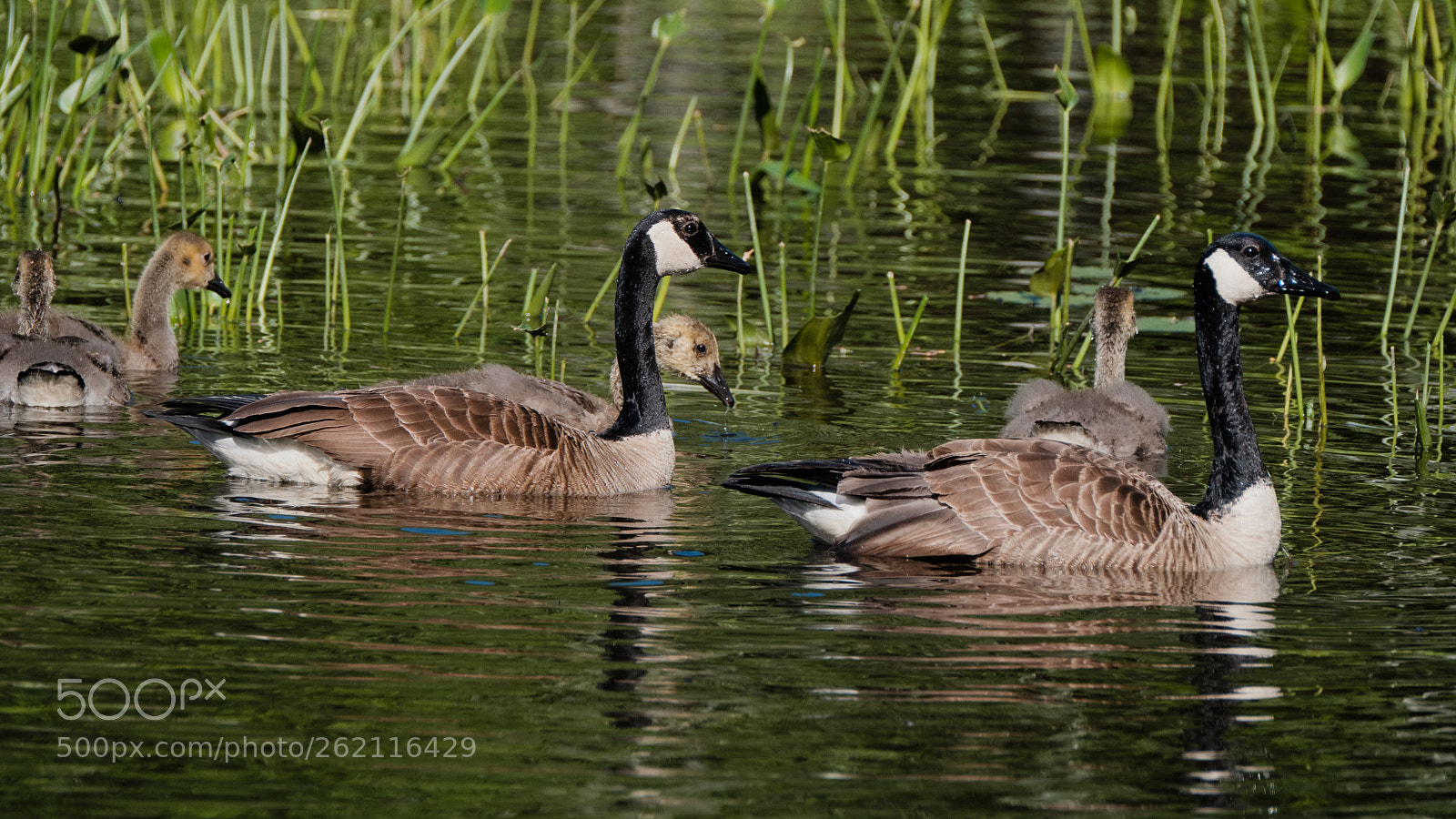 Fujifilm X-H1 sample photo. Geese & chicks photography