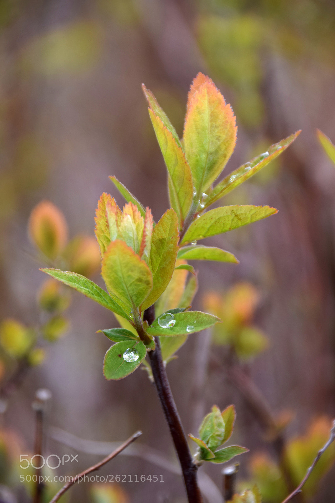 Nikon D5300 sample photo. Spring time photography