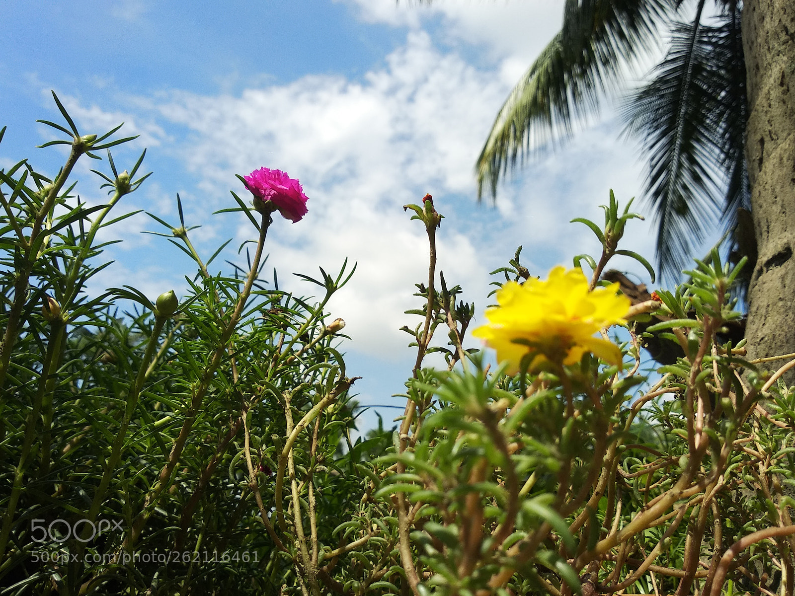 Xiaomi Redmi Note 5 sample photo. Untitled photography