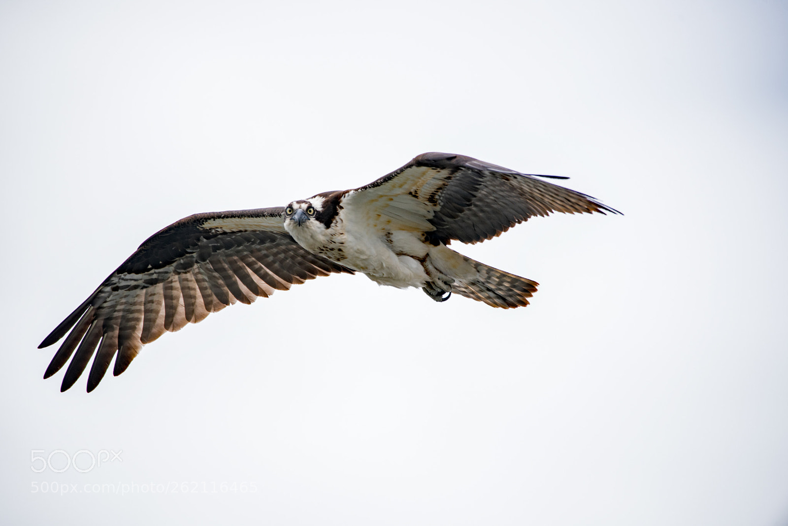 Nikon D750 sample photo. Osprey photography