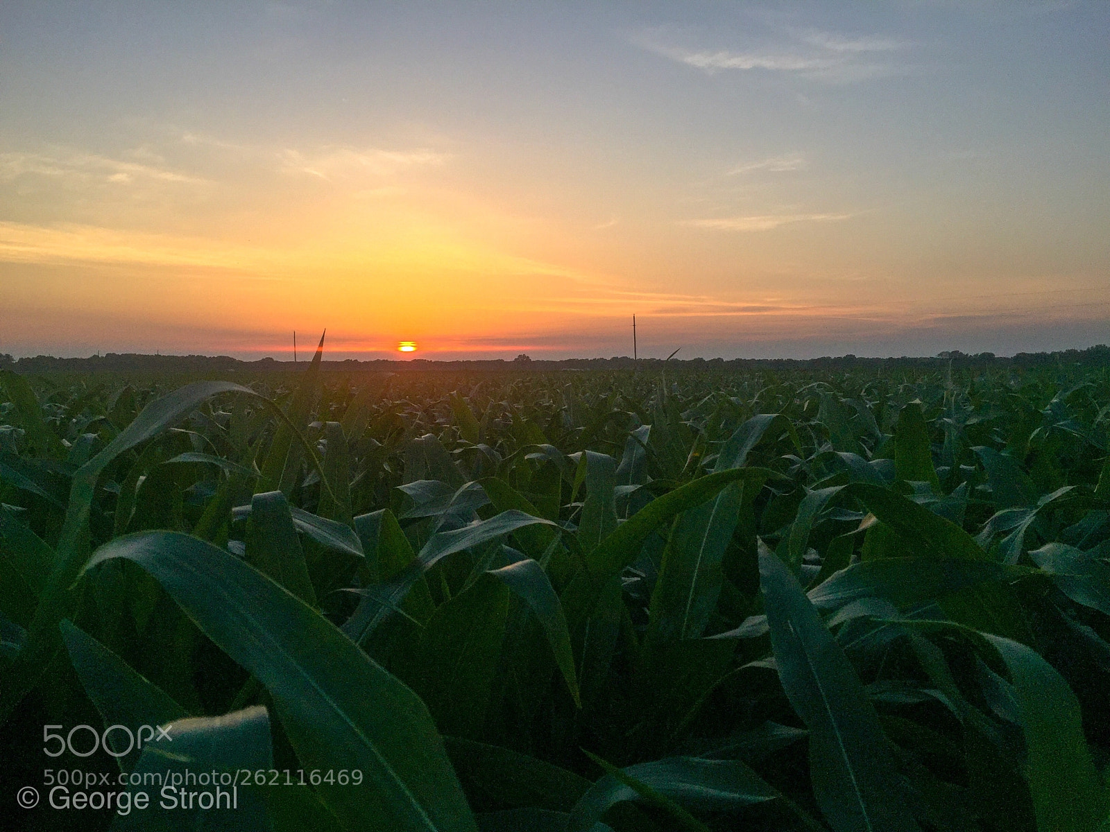 Apple iPhone 6 Plus sample photo. Sunset over the corn  photography