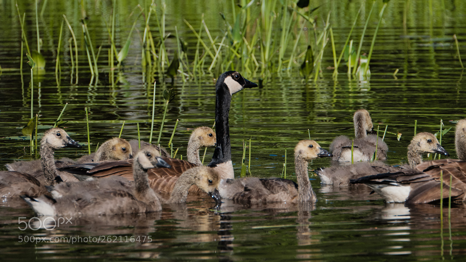 Fujifilm X-H1 sample photo. Geese & chicks photography