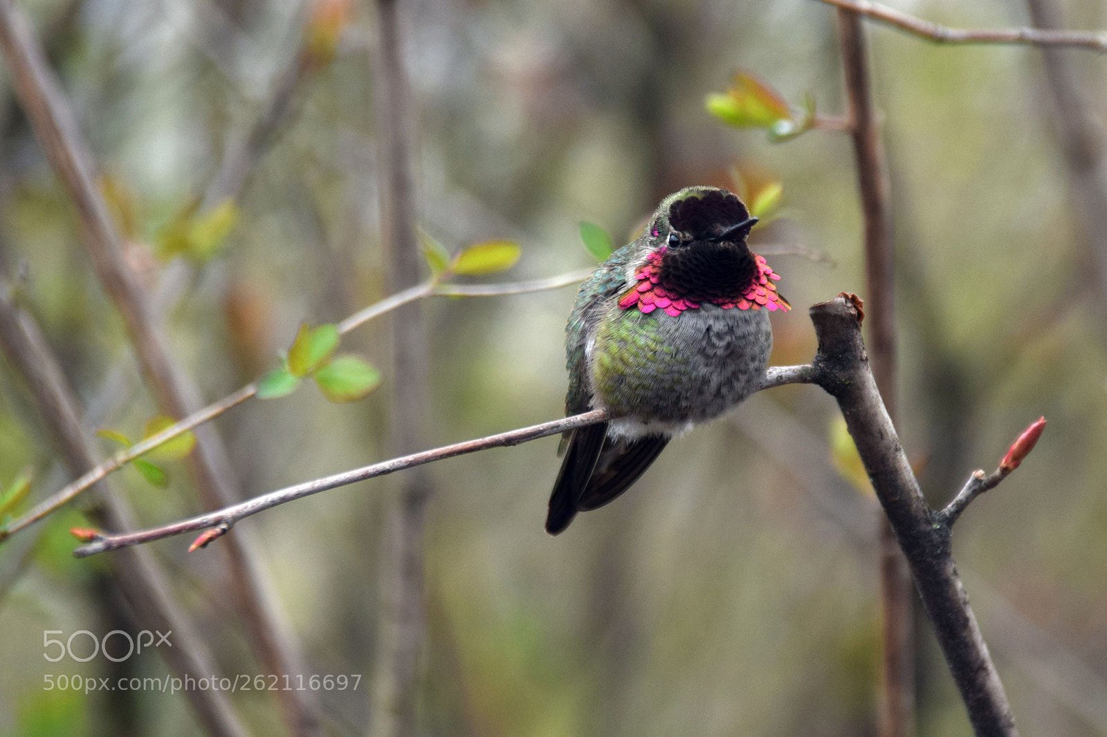 Nikon D5300 sample photo. Humming bird photography