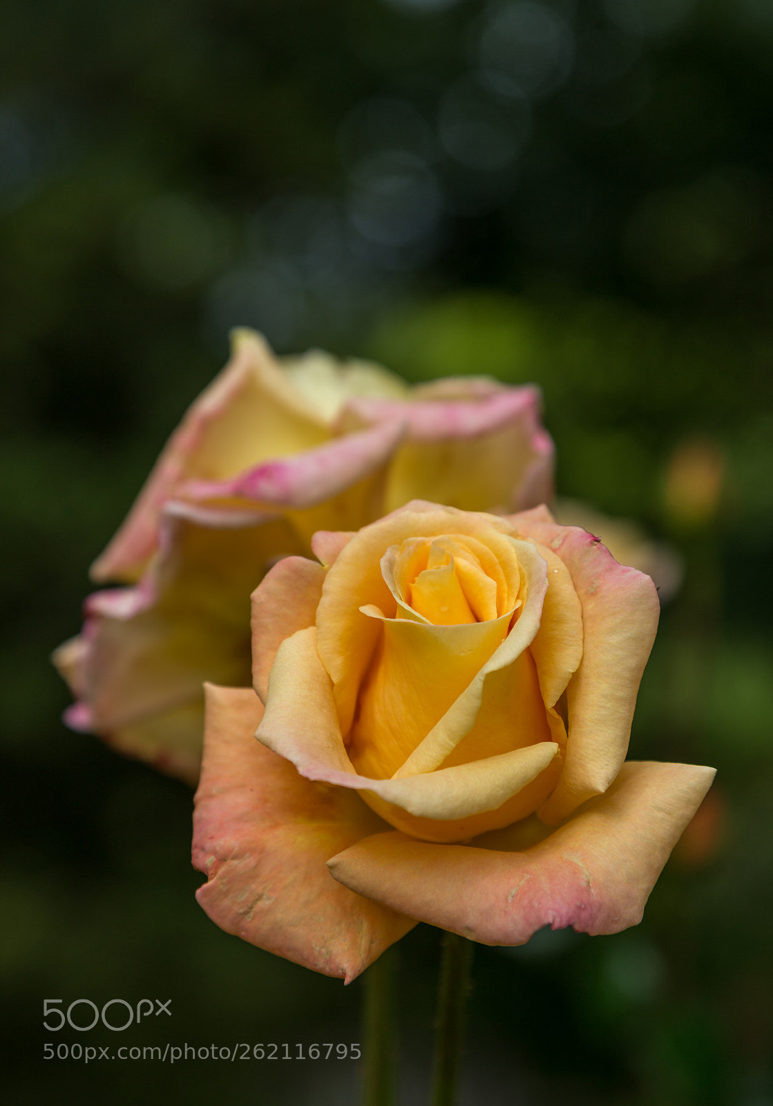 Canon EOS 6D sample photo. A rose is a photography