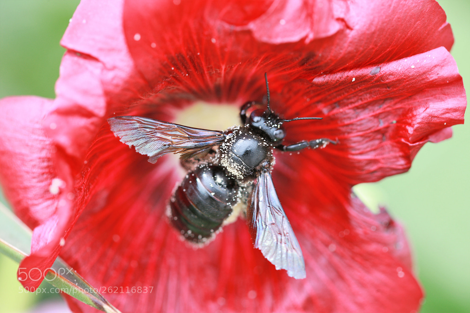 Canon EOS-1Ds Mark III sample photo. Z photography
