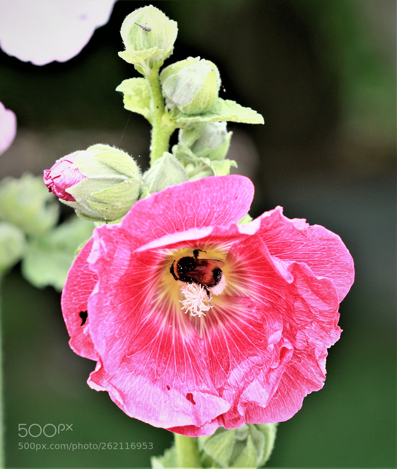 Canon EOS-1Ds Mark III sample photo. Z photography