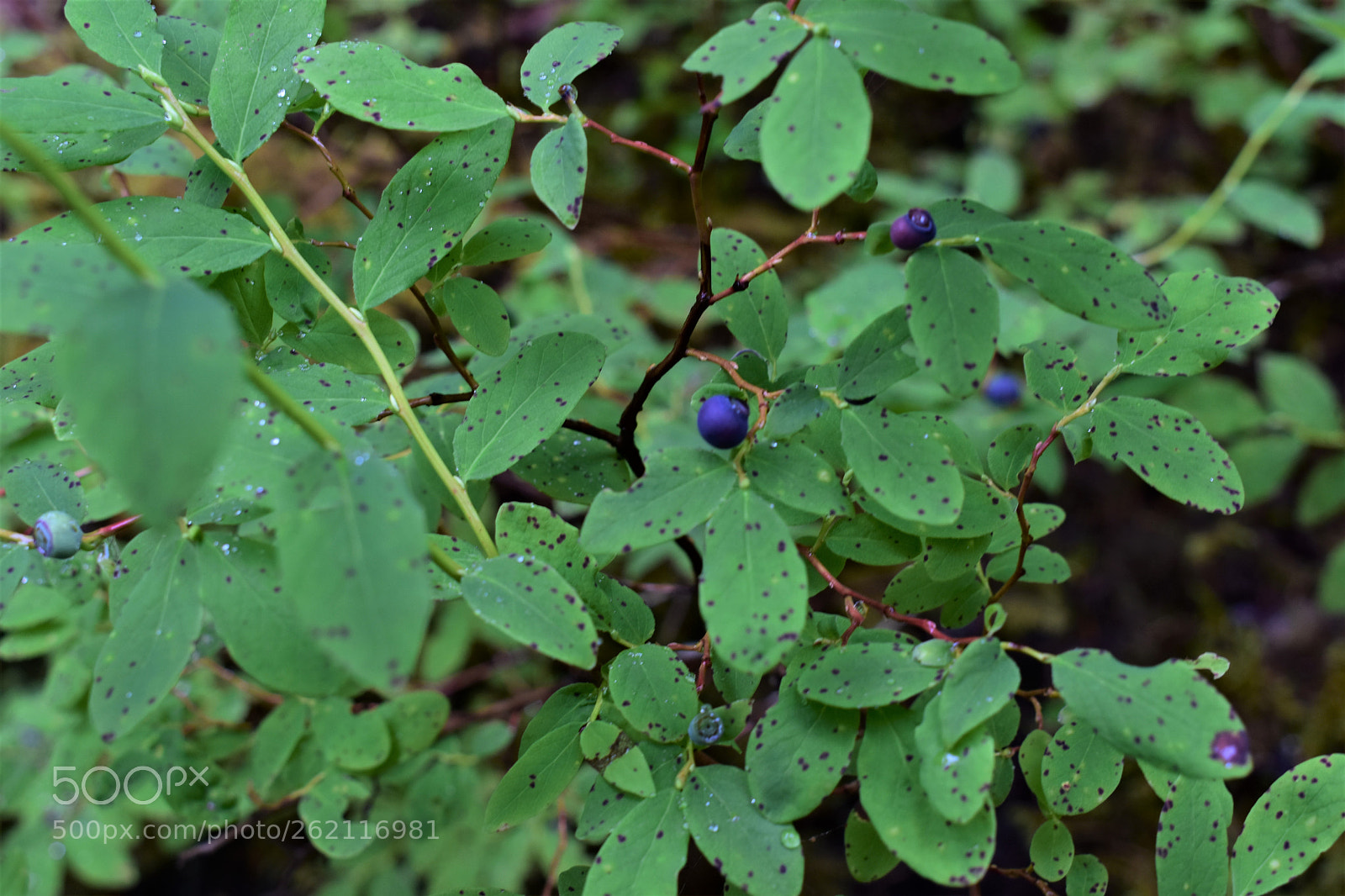 Nikon D3400 sample photo. Blue photography