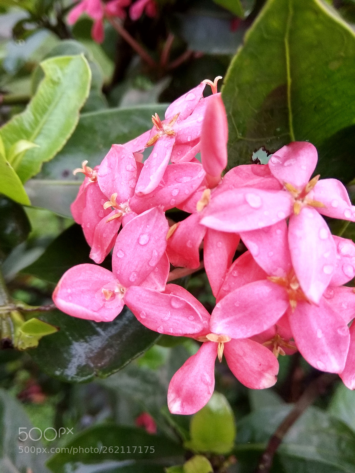 Xiaomi Redmi Note 5A sample photo. Untitled photography
