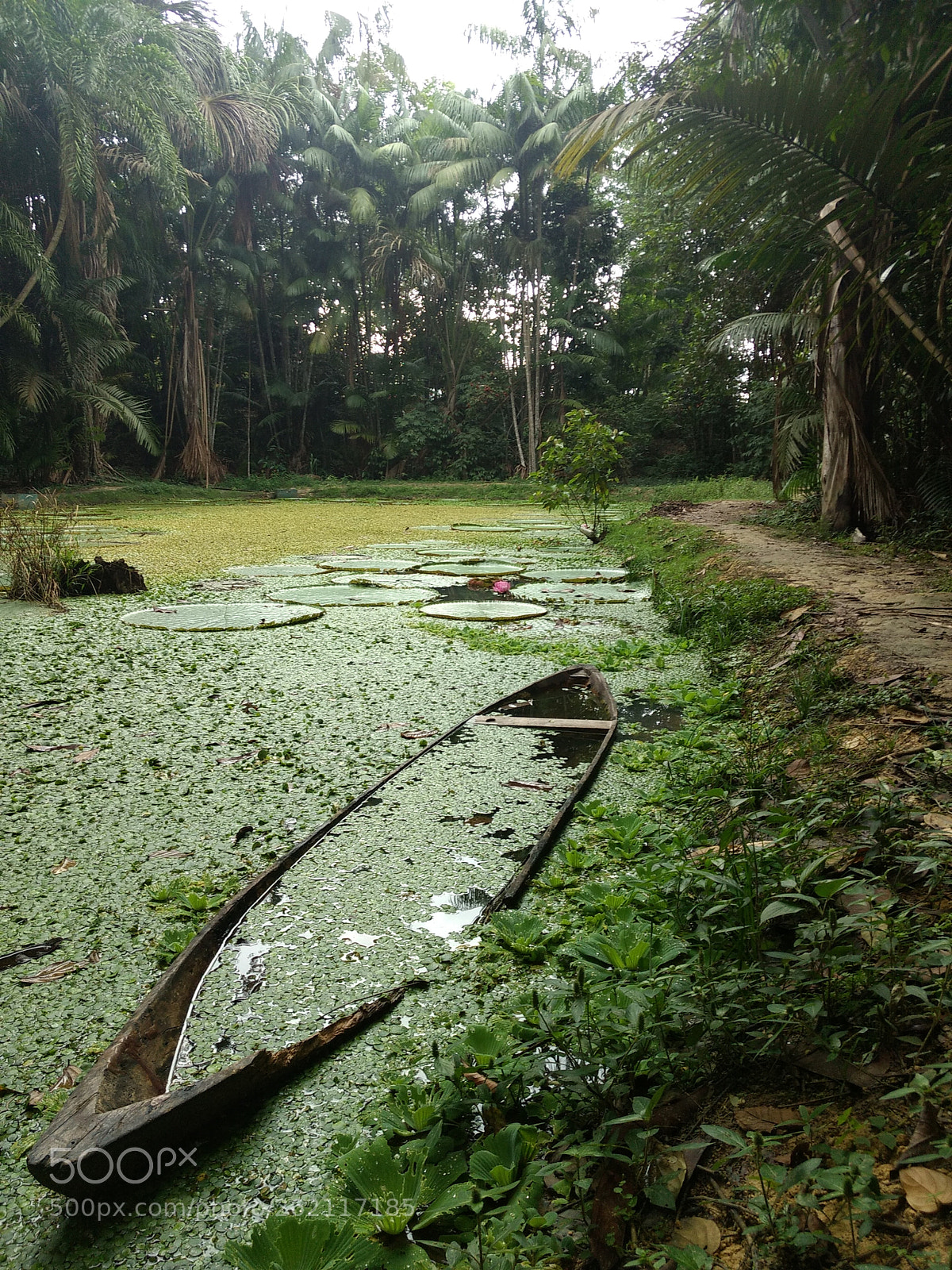 Motorola Moto Z Play sample photo. Victoria amazonica photography